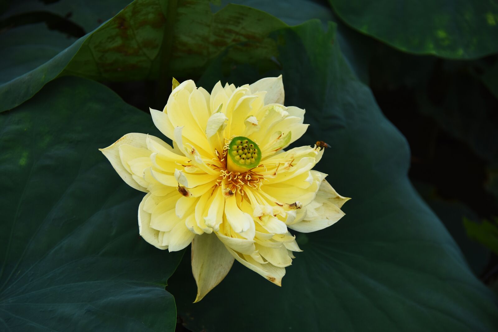 Nikon D7200 sample photo. Golden lotus, dress, outdoor photography