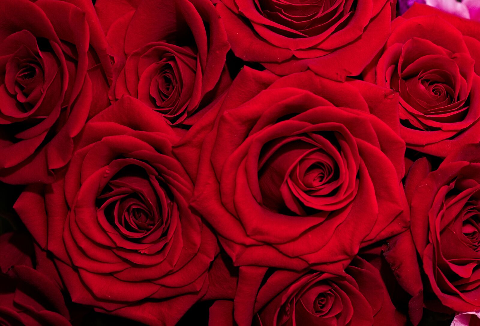 Nikon D300S sample photo. Roses, red, flowers photography