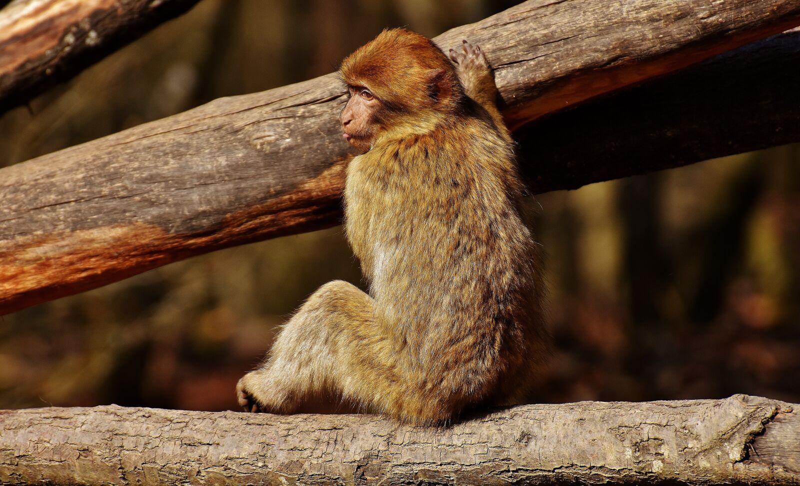 Nikon D7200 sample photo. Barbary ape, play, cute photography