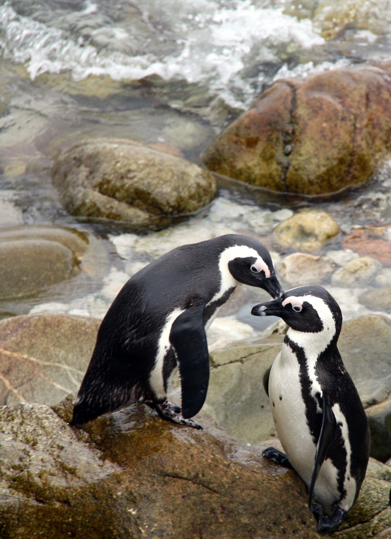 Canon EOS 450D (EOS Rebel XSi / EOS Kiss X2) sample photo. Penguin, africa, south africa photography