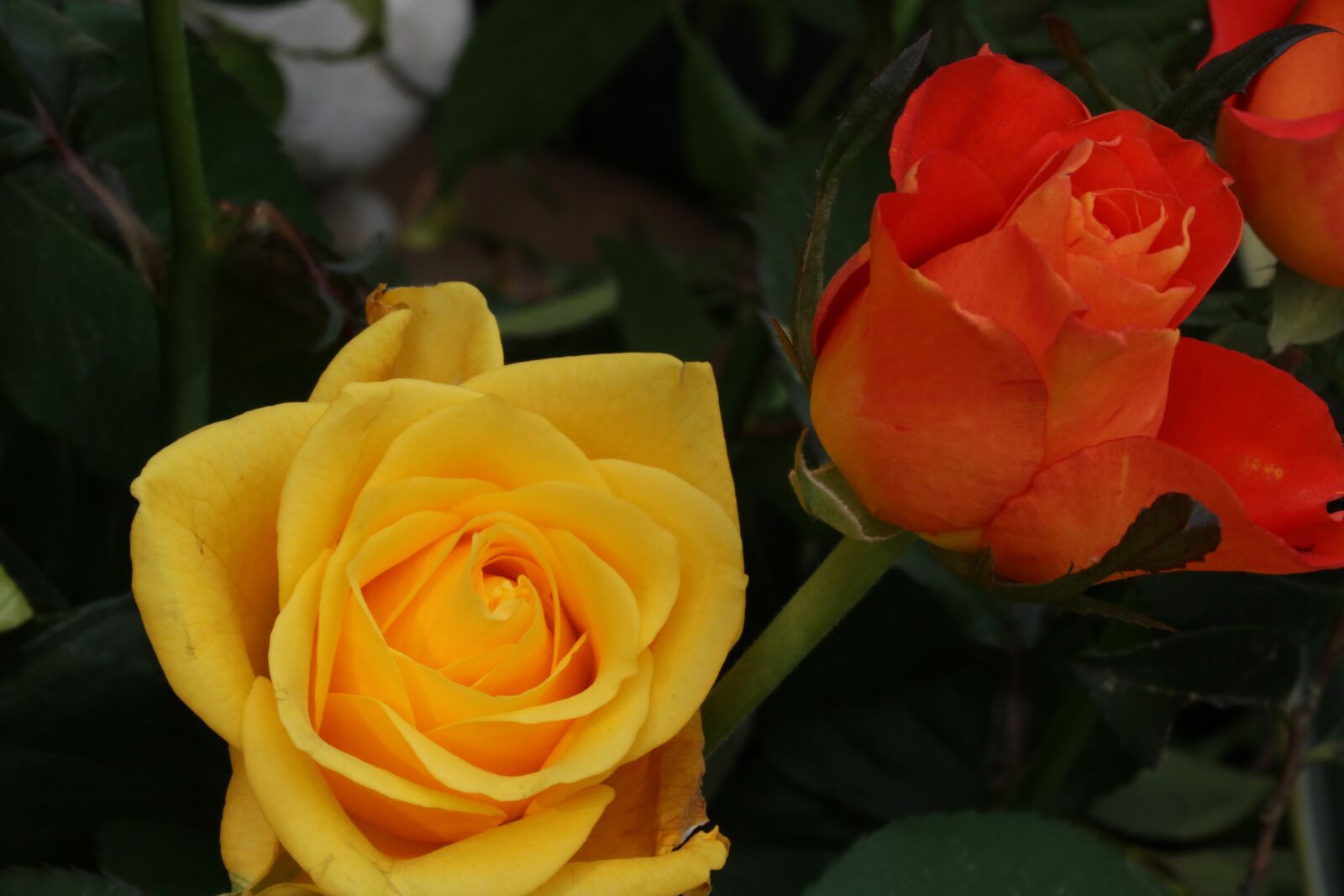Canon EOS 750D (EOS Rebel T6i / EOS Kiss X8i) sample photo. Rose, rose festival, nature photography