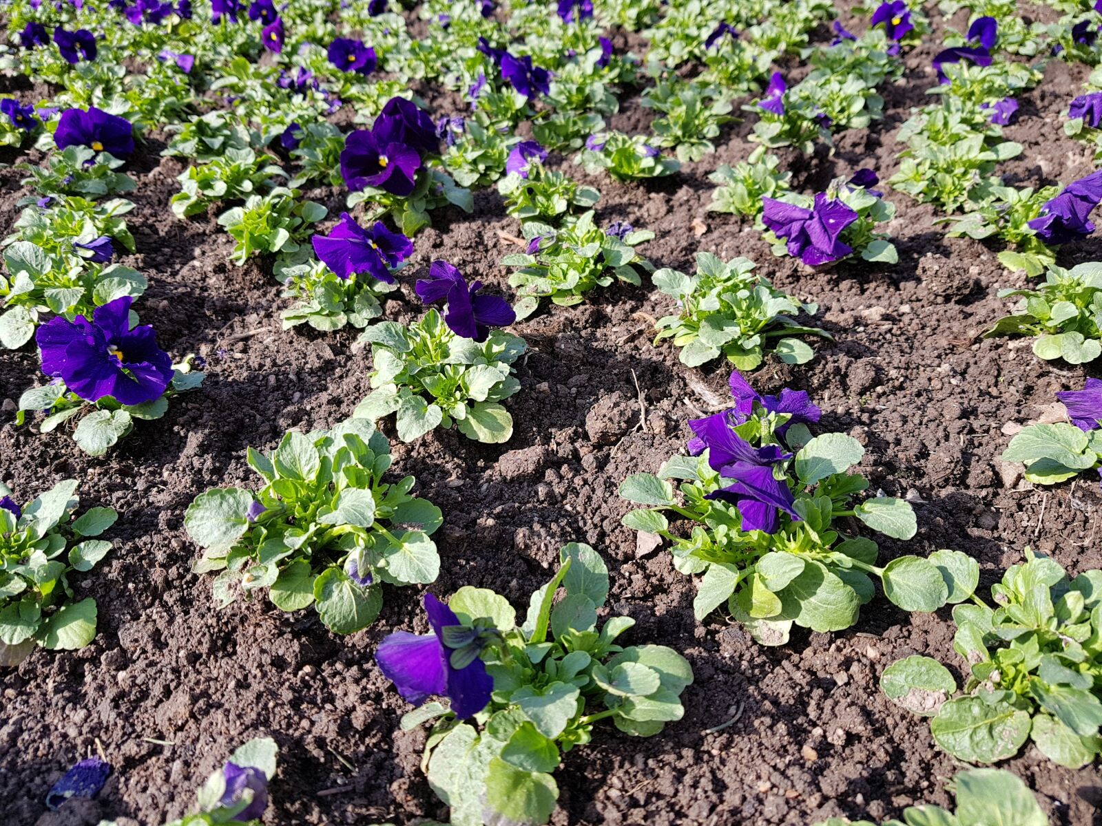 Samsung Galaxy S8 sample photo. Flower, plant, garden photography