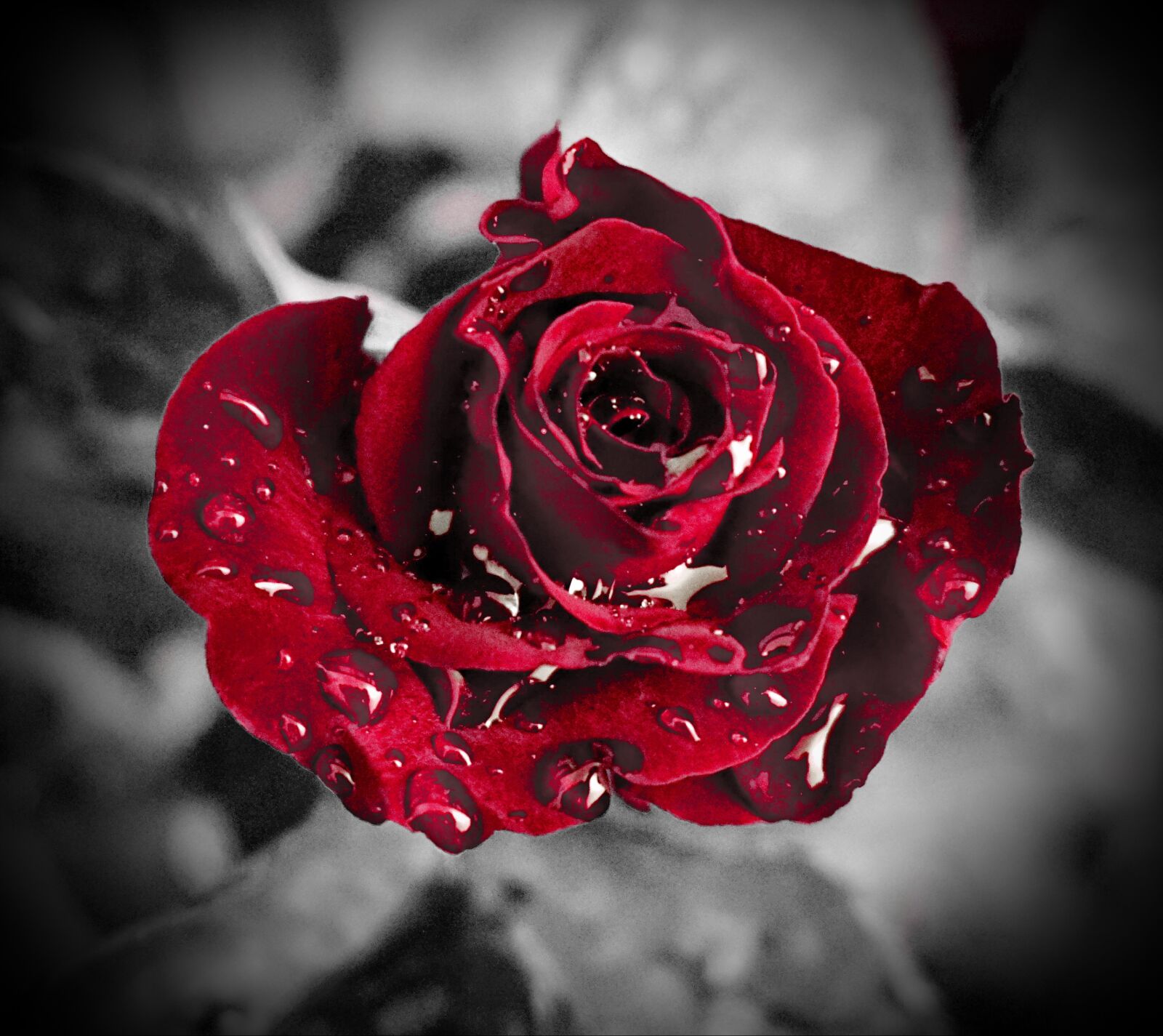 Sony a6000 sample photo. Roses, garden, plant photography
