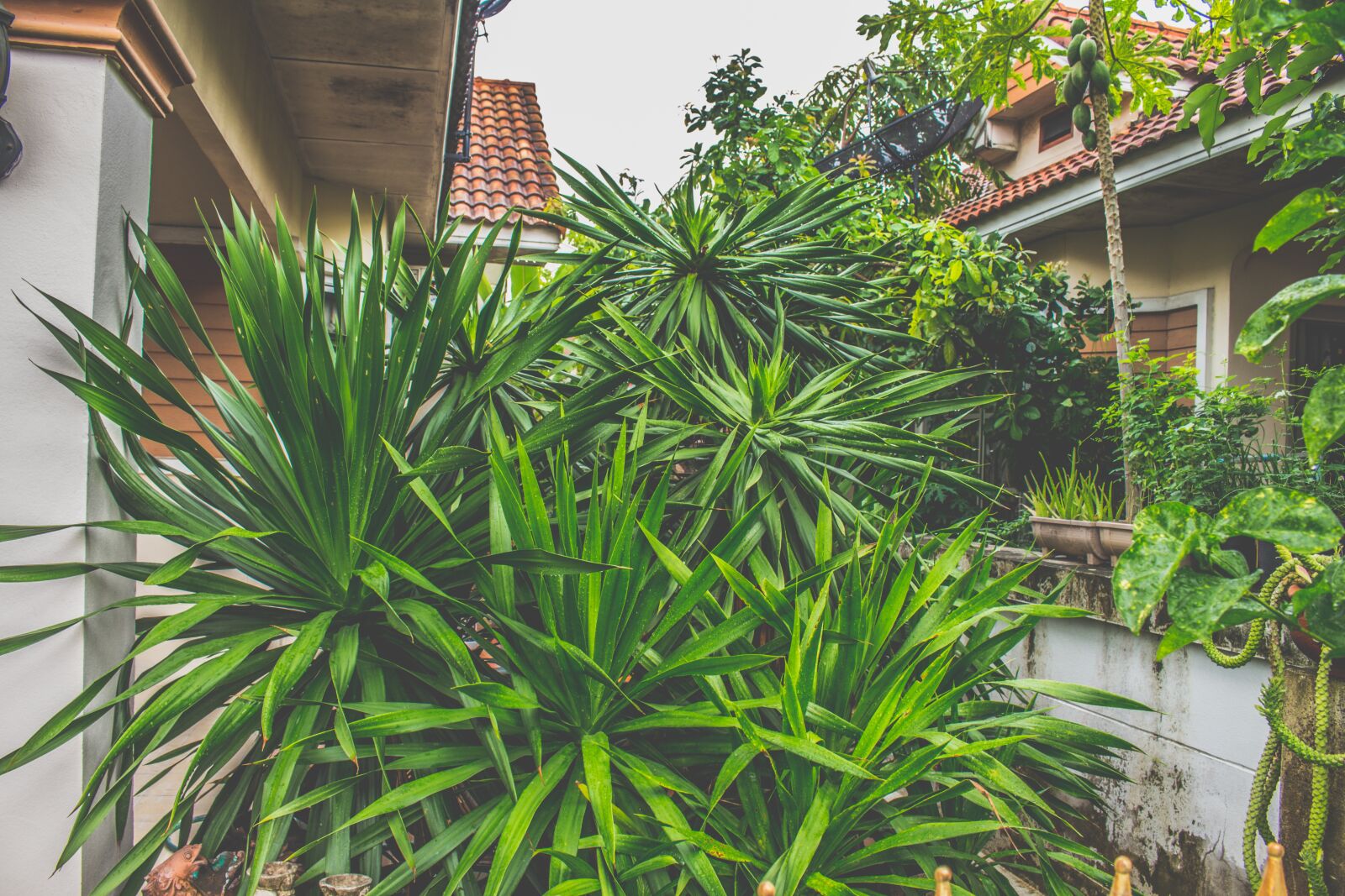 Canon EOS 700D (EOS Rebel T5i / EOS Kiss X7i) sample photo. Early janpa, thailand, tree photography