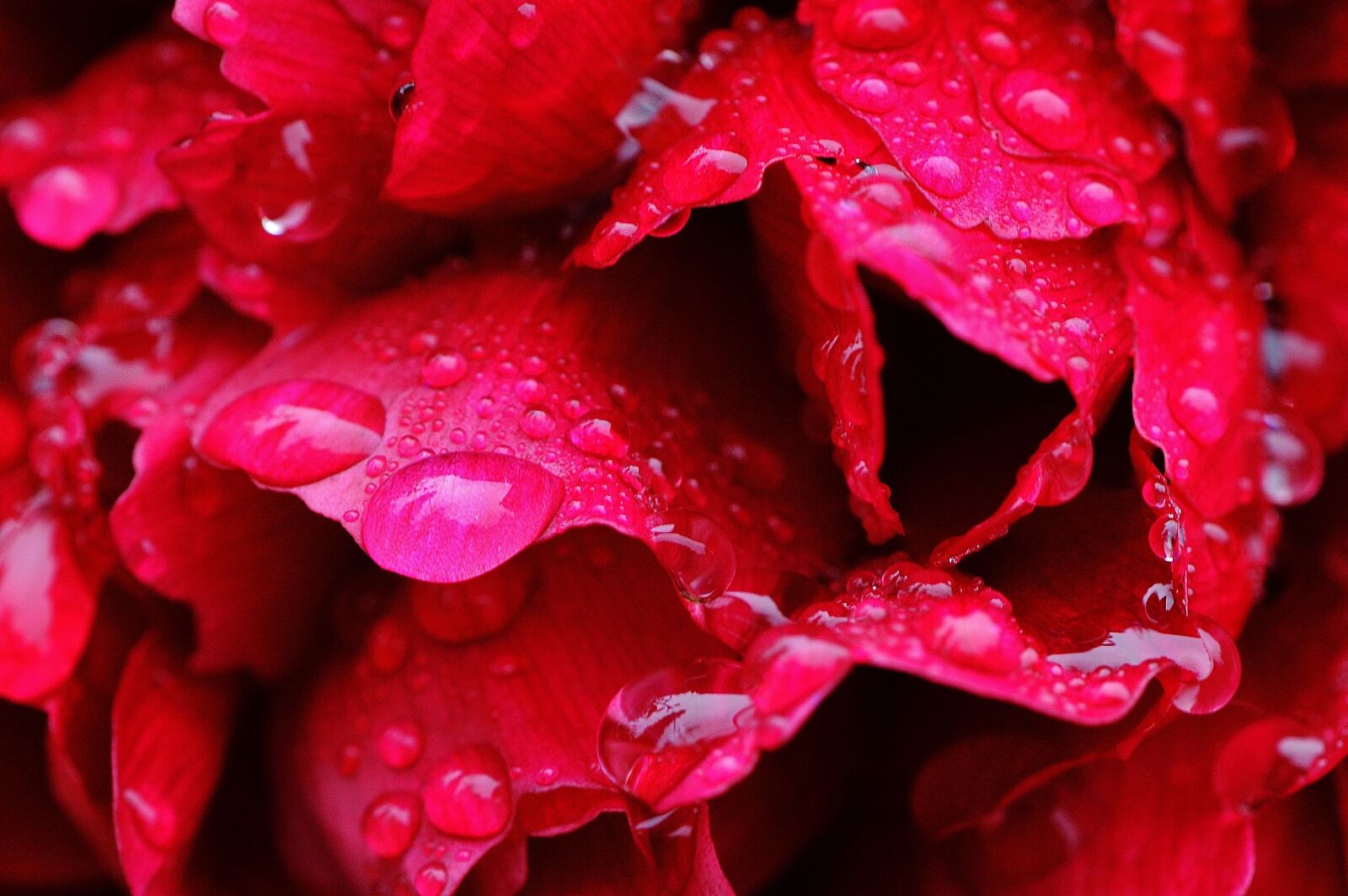 Nikon D3200 sample photo. Peony, rain, drip photography