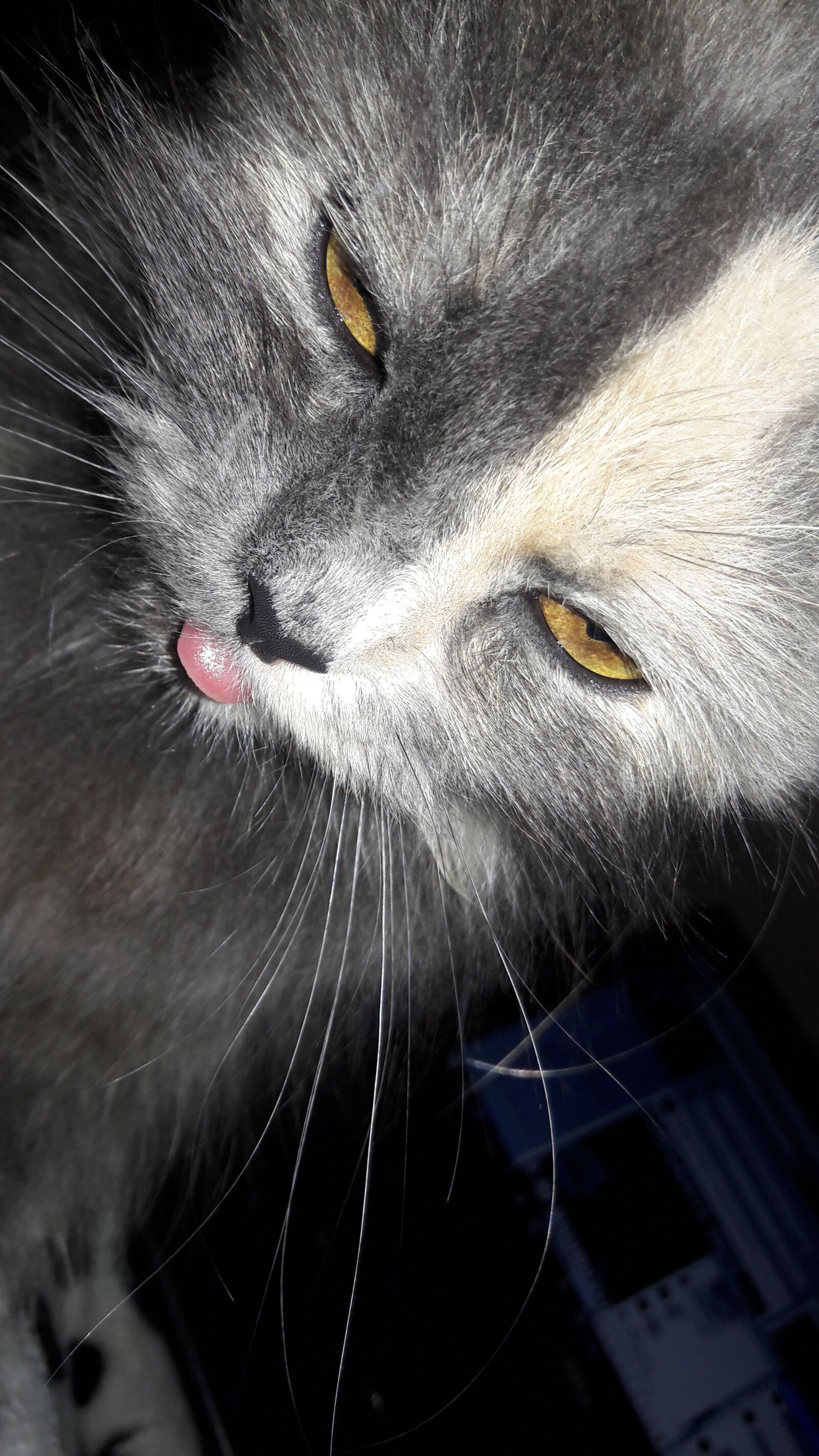 Samsung Galaxy J7 sample photo. Cat, gato, lengua photography