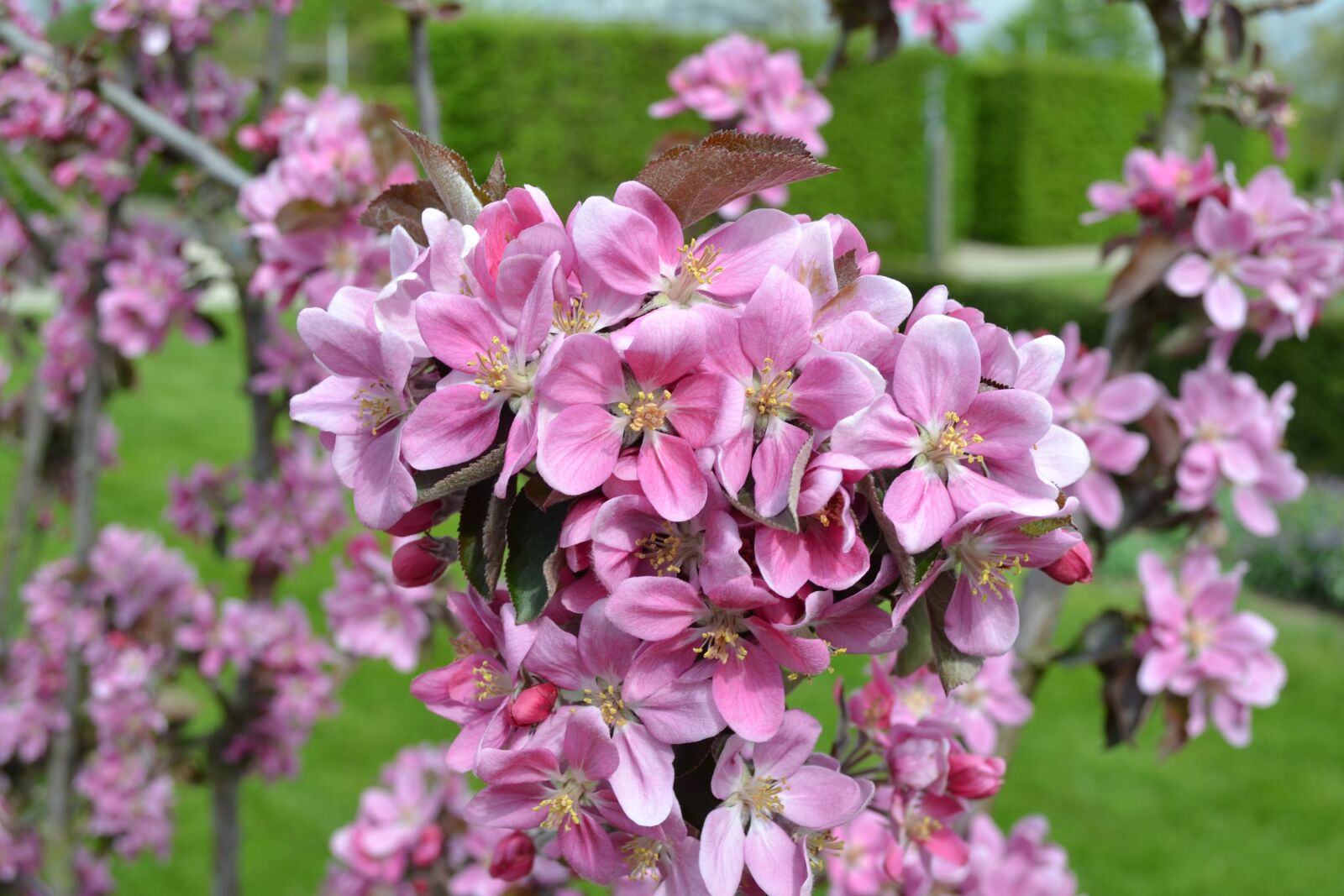 Nikon D3100 sample photo. Flower, fruit, garden photography
