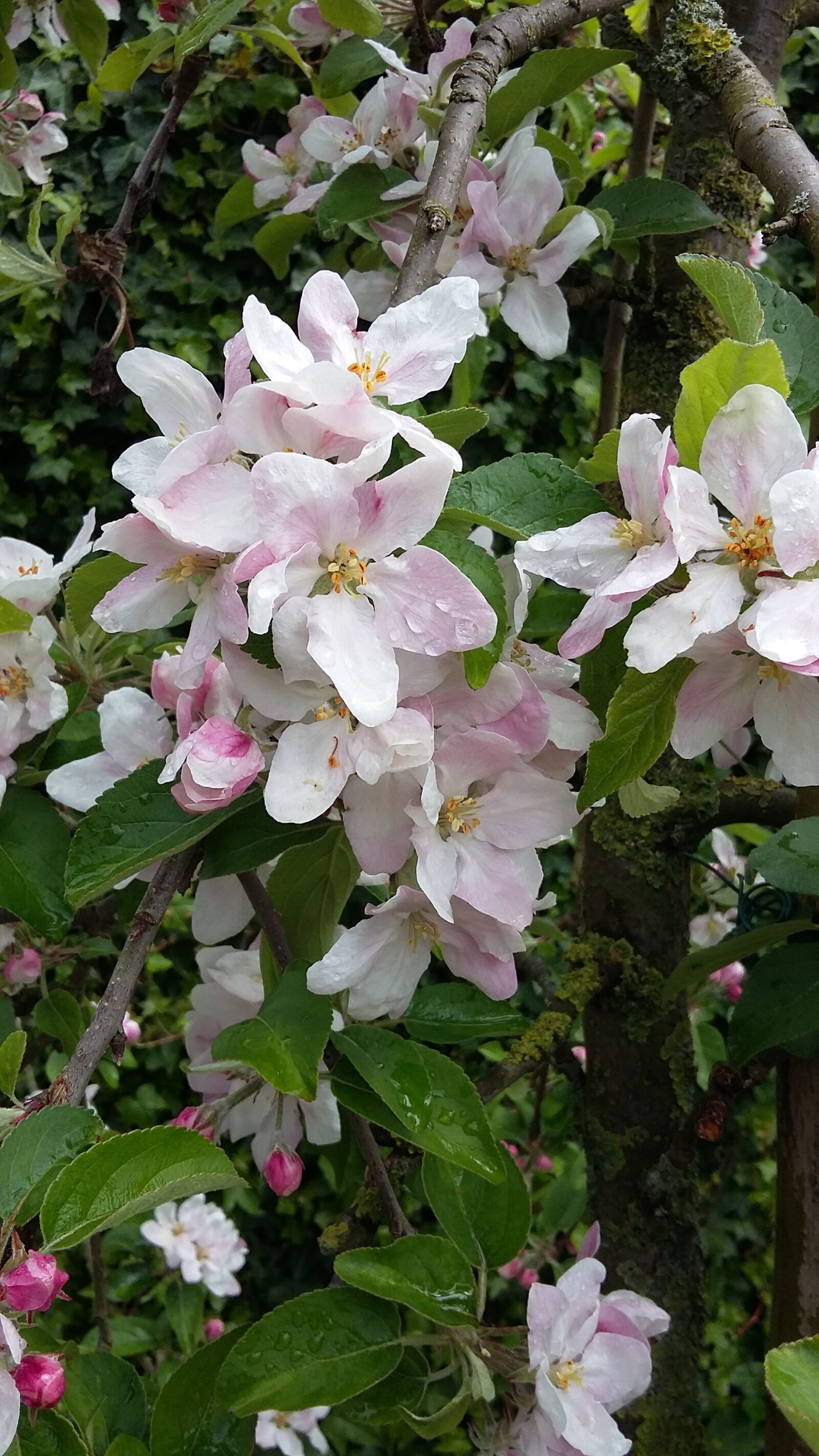 Samsung Galaxy A3 sample photo. Apple blossom, blossom, apple photography