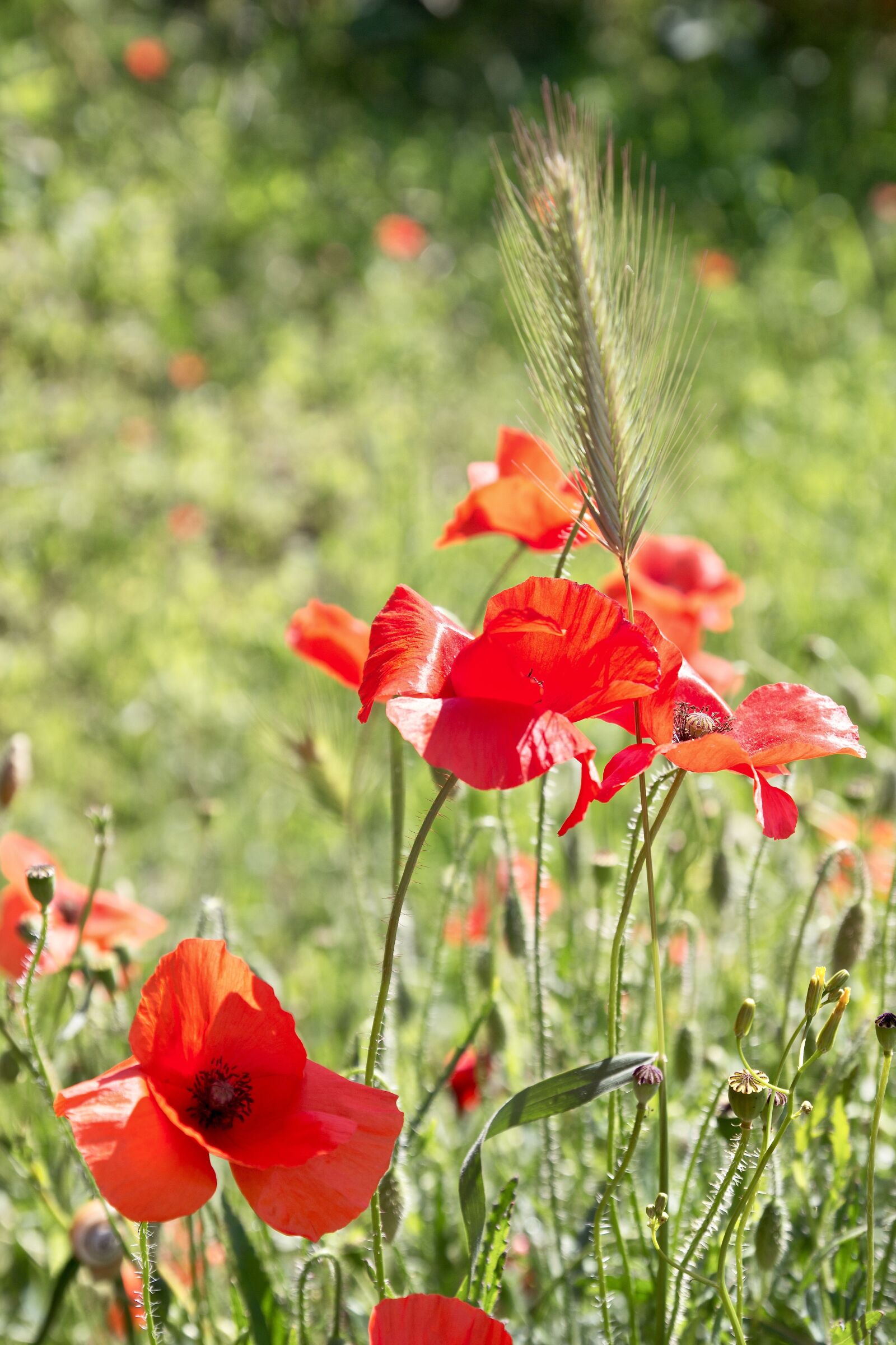 Canon EOS 100D (EOS Rebel SL1 / EOS Kiss X7) sample photo. Poppy, spring, nature photography