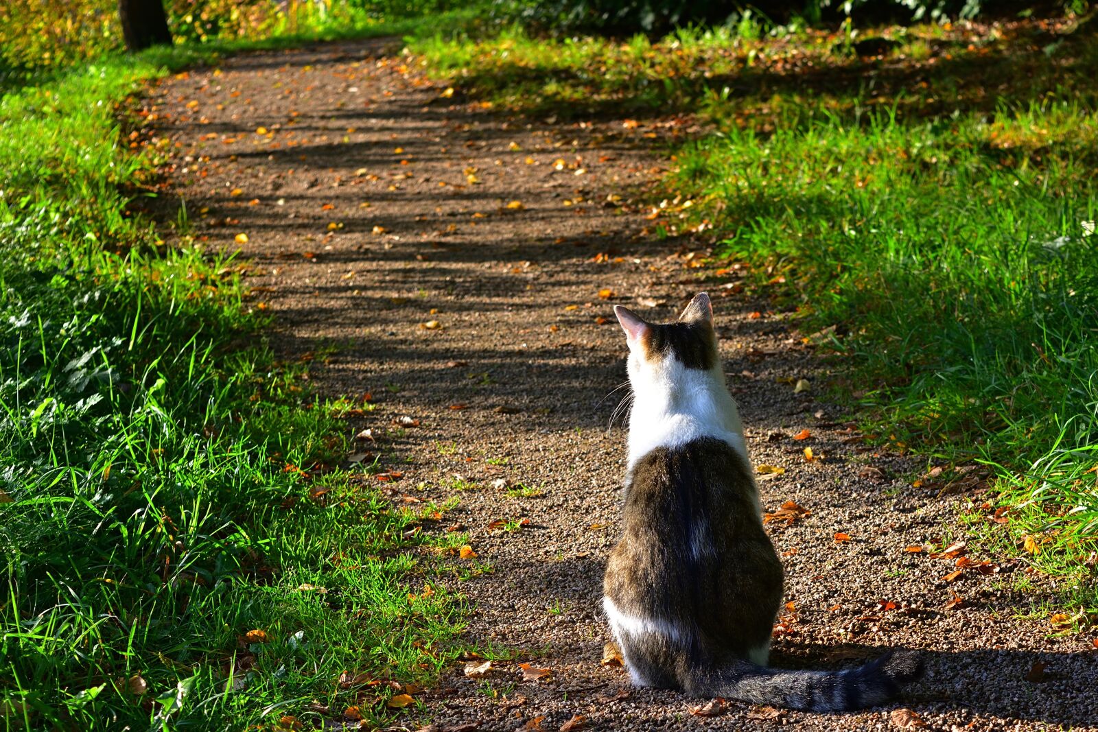 Nikon D5200 sample photo. Nature, cat, strays photography