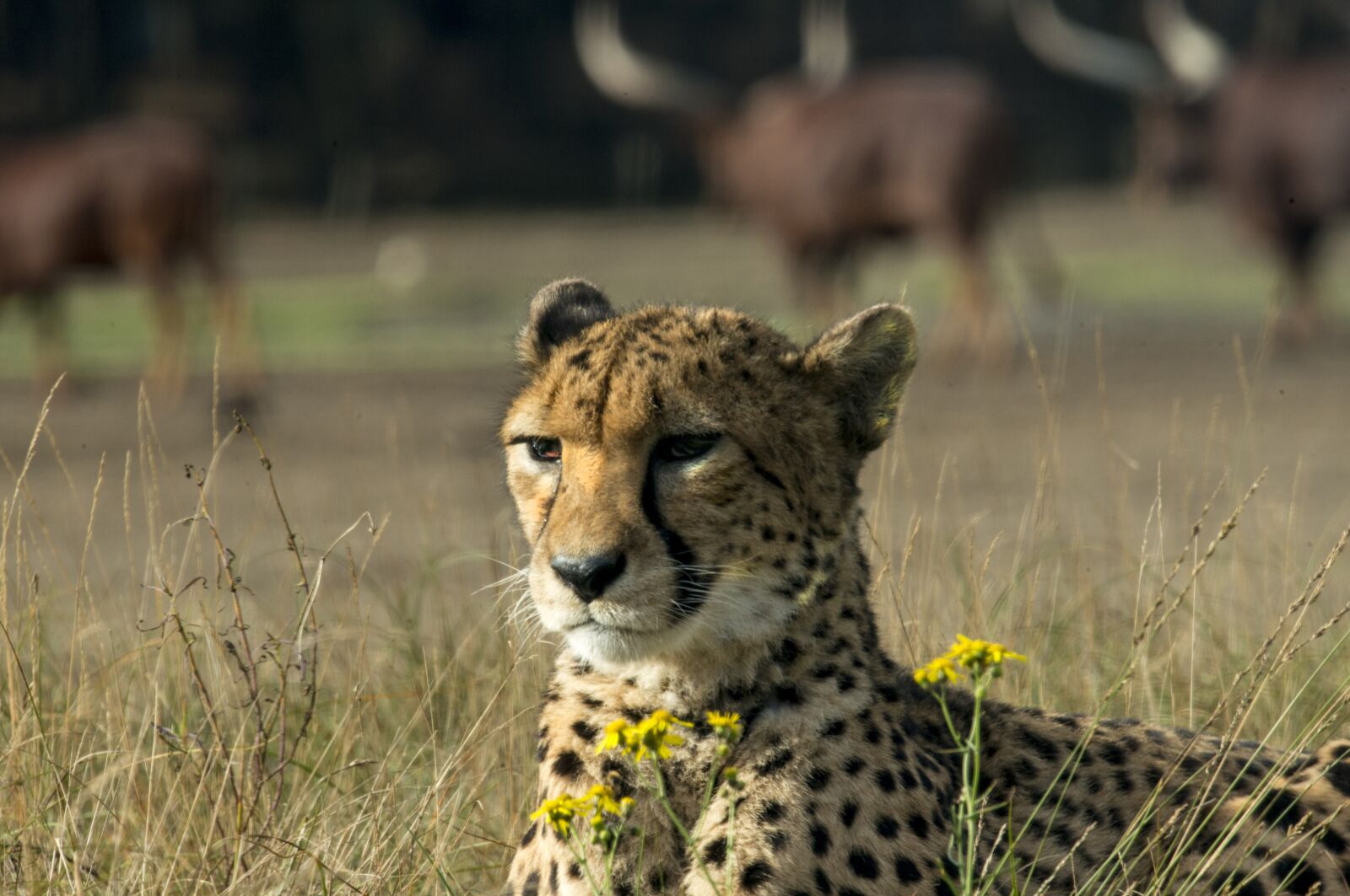 Nikon D800E sample photo. Cheetah, big cat, predator photography