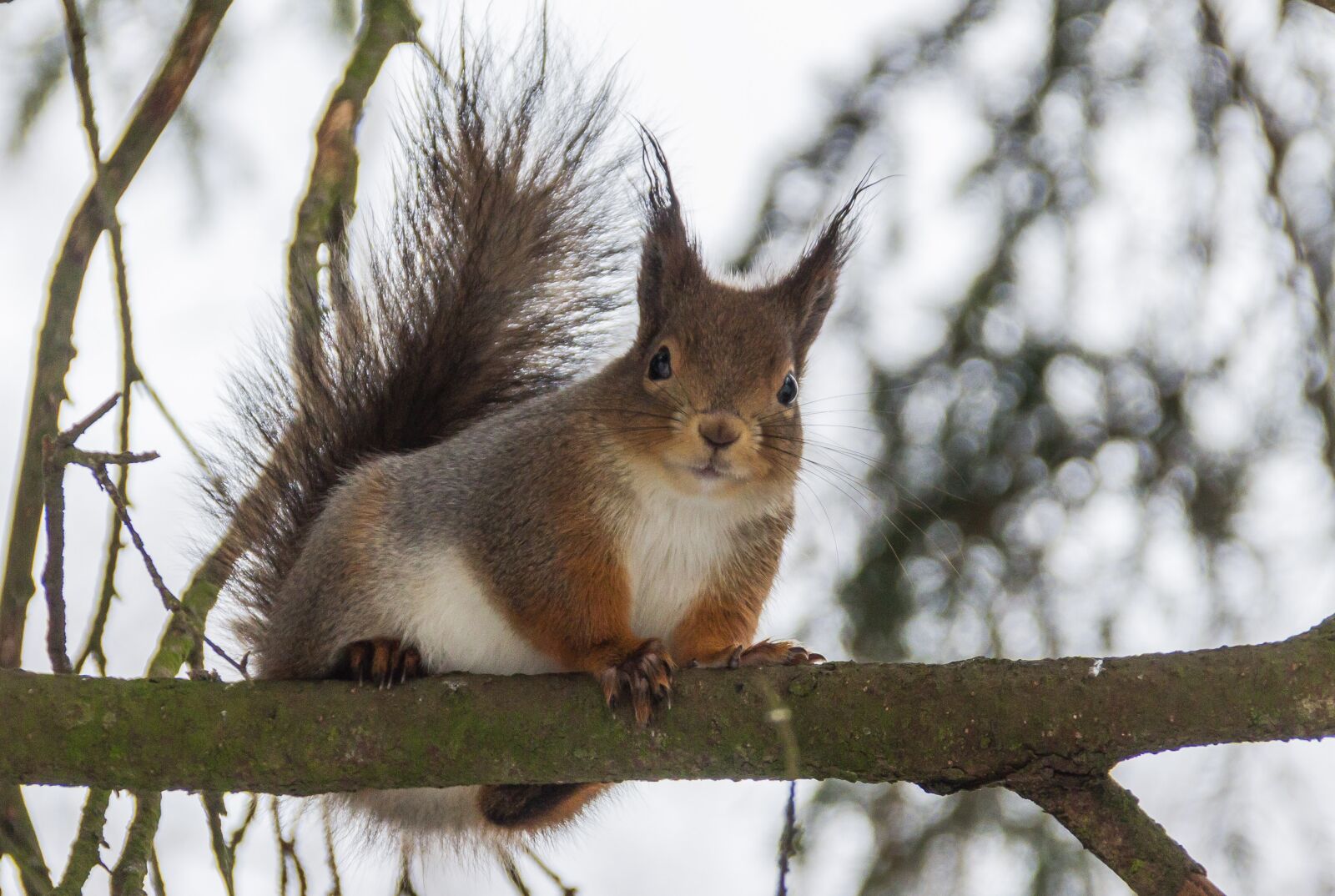 Canon EOS 7D sample photo. Tree, mammals, wild animals photography