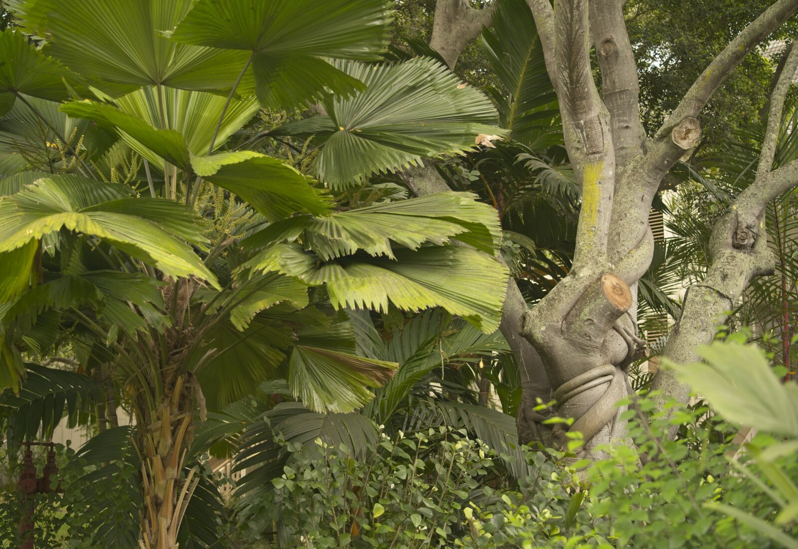 Sony FE 24-105mm F4 G OSS sample photo. Tropical, vegetation, palm photography