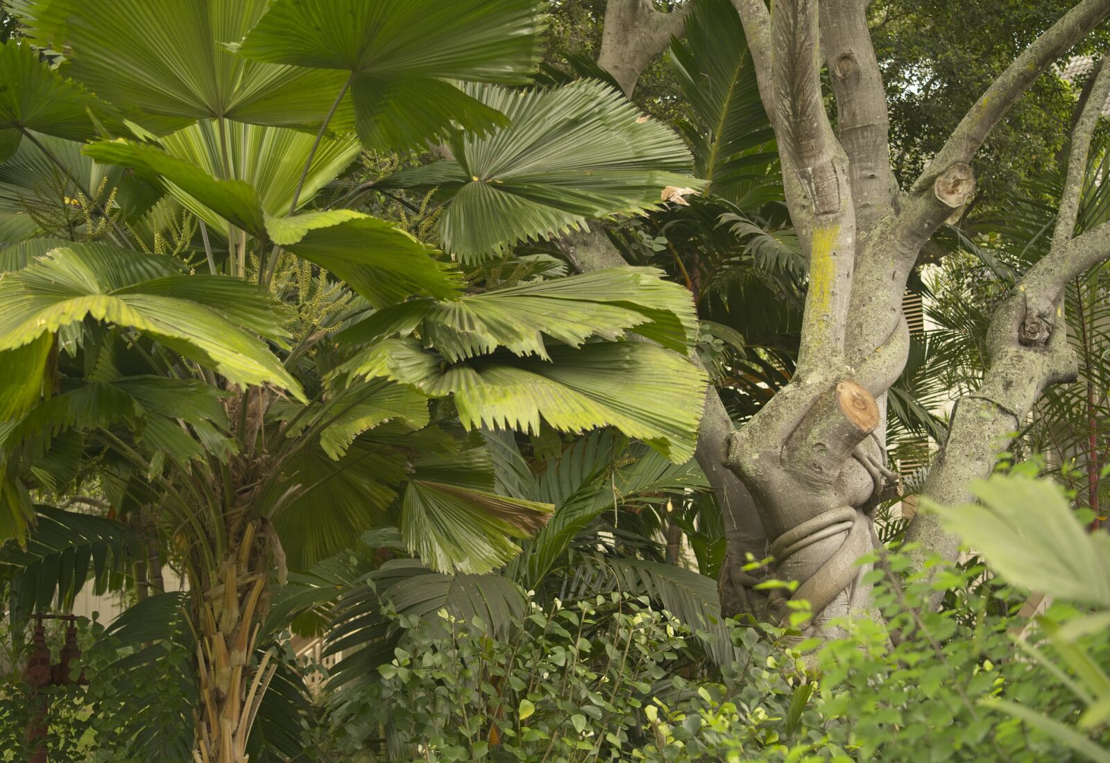 Sony a7 III + Sony FE 24-105mm F4 G OSS sample photo. Tropical, vegetation, palm photography