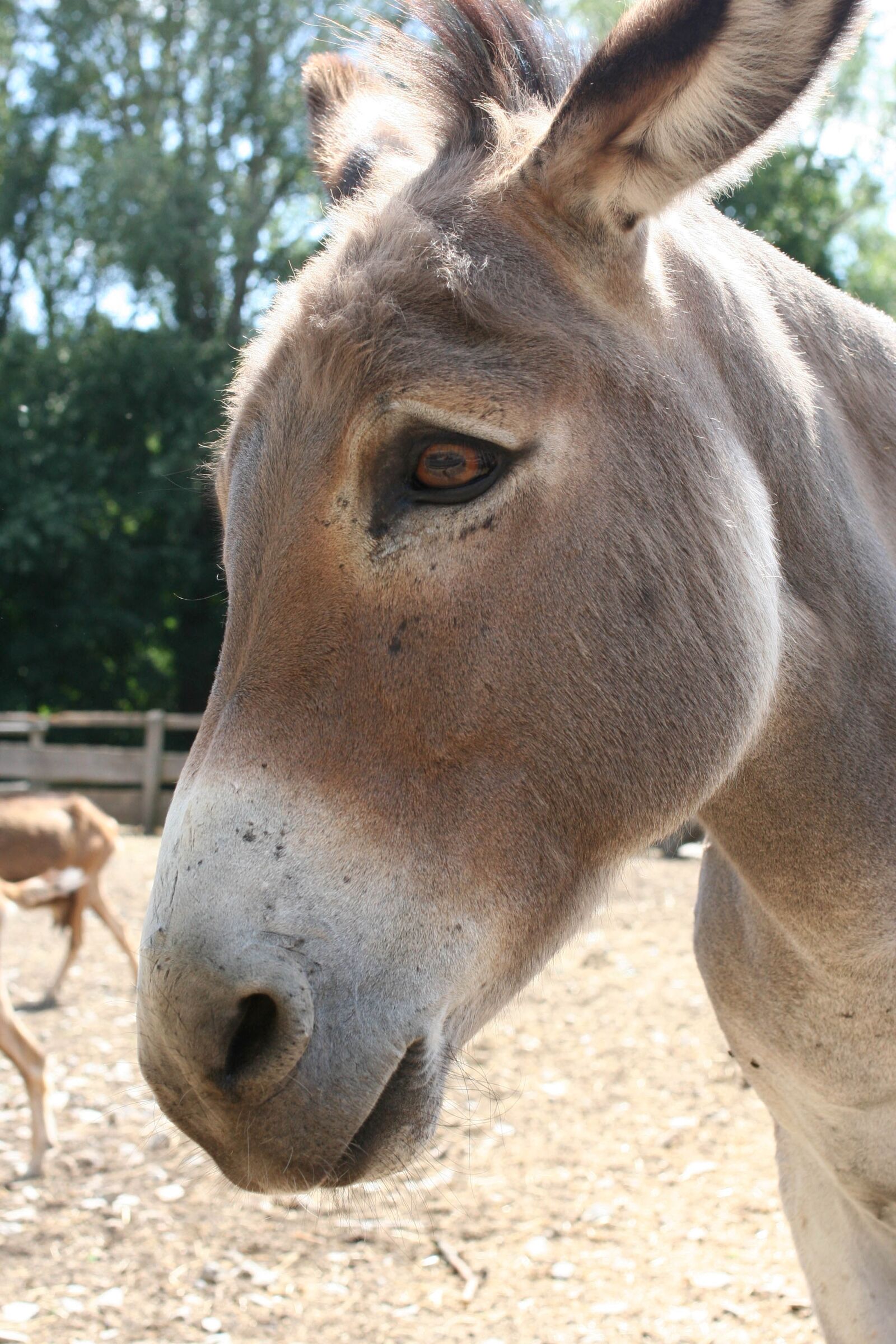 Canon EOS 350D (EOS Digital Rebel XT / EOS Kiss Digital N) sample photo. Donkey, animal photography