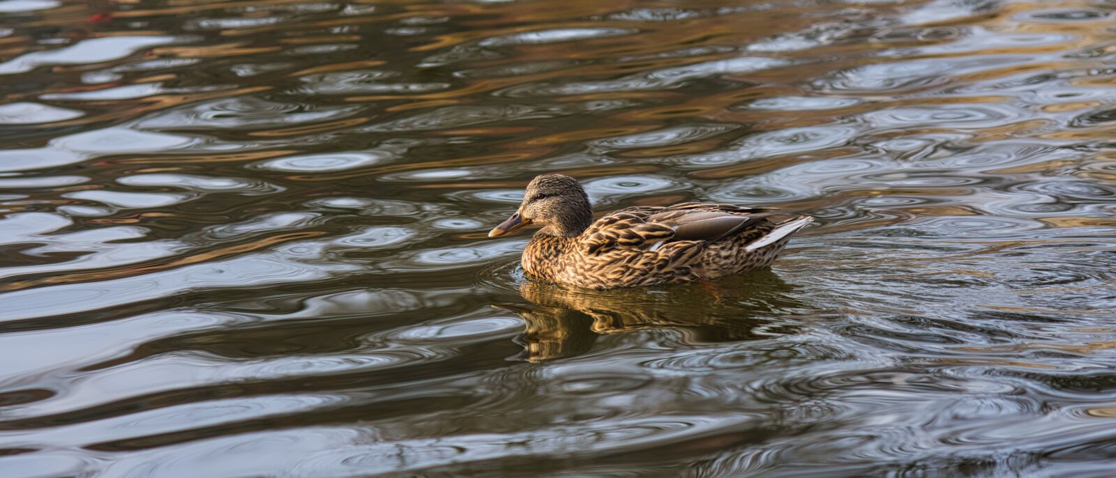 Nikon D7200 sample photo. Duck, bird, nature photography
