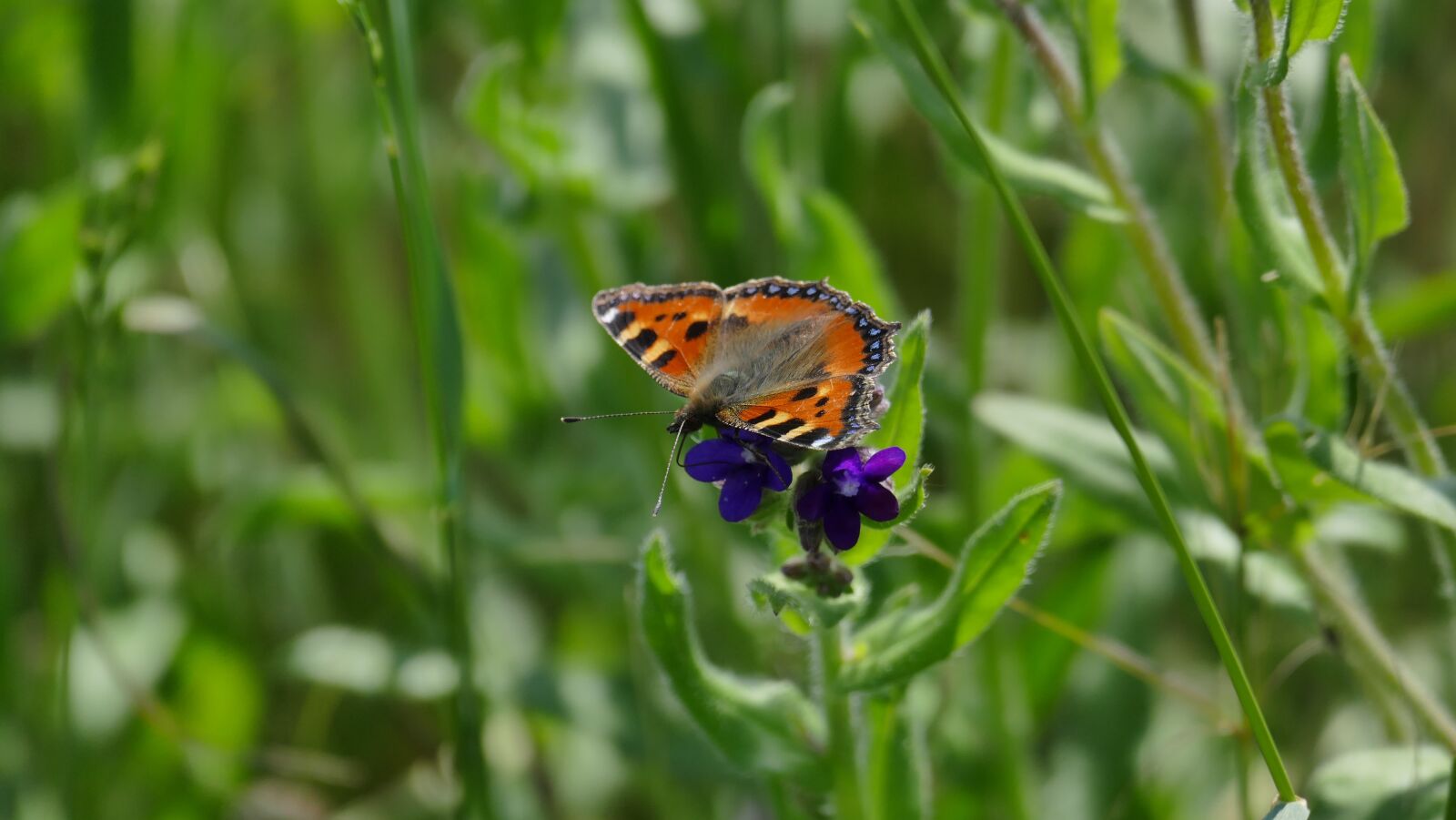 Leica V-Lux (Typ 114) sample photo. Peacock, butterfly, close up photography