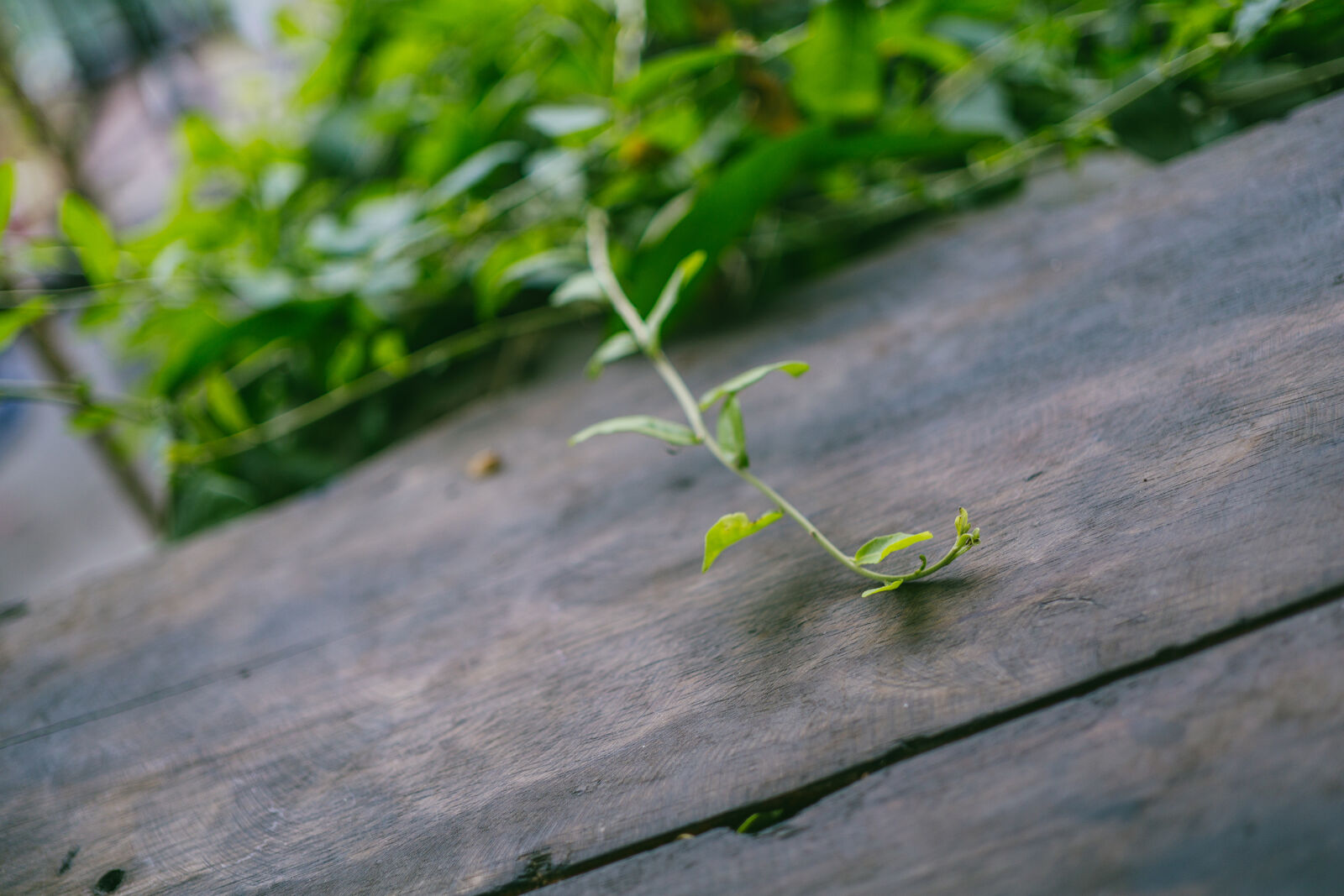 Sony a6000 + E 32mm F1.8 sample photo