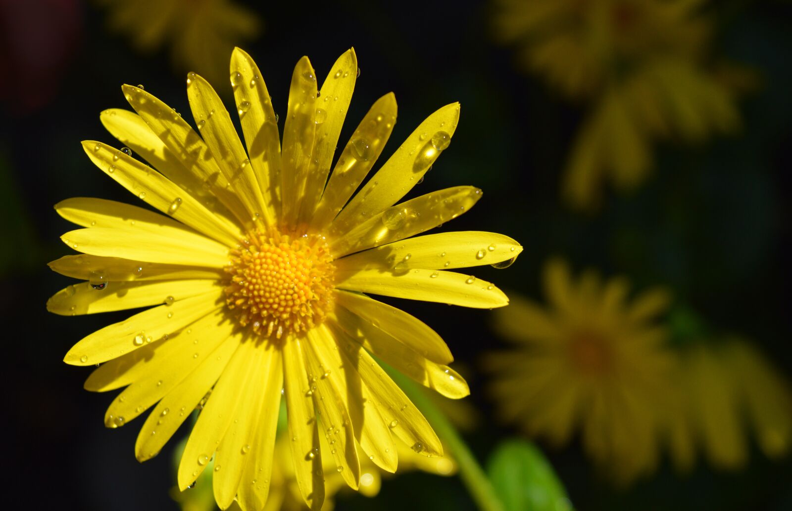 Nikon D3200 sample photo. G mswurz, peucedanum, doronicum photography
