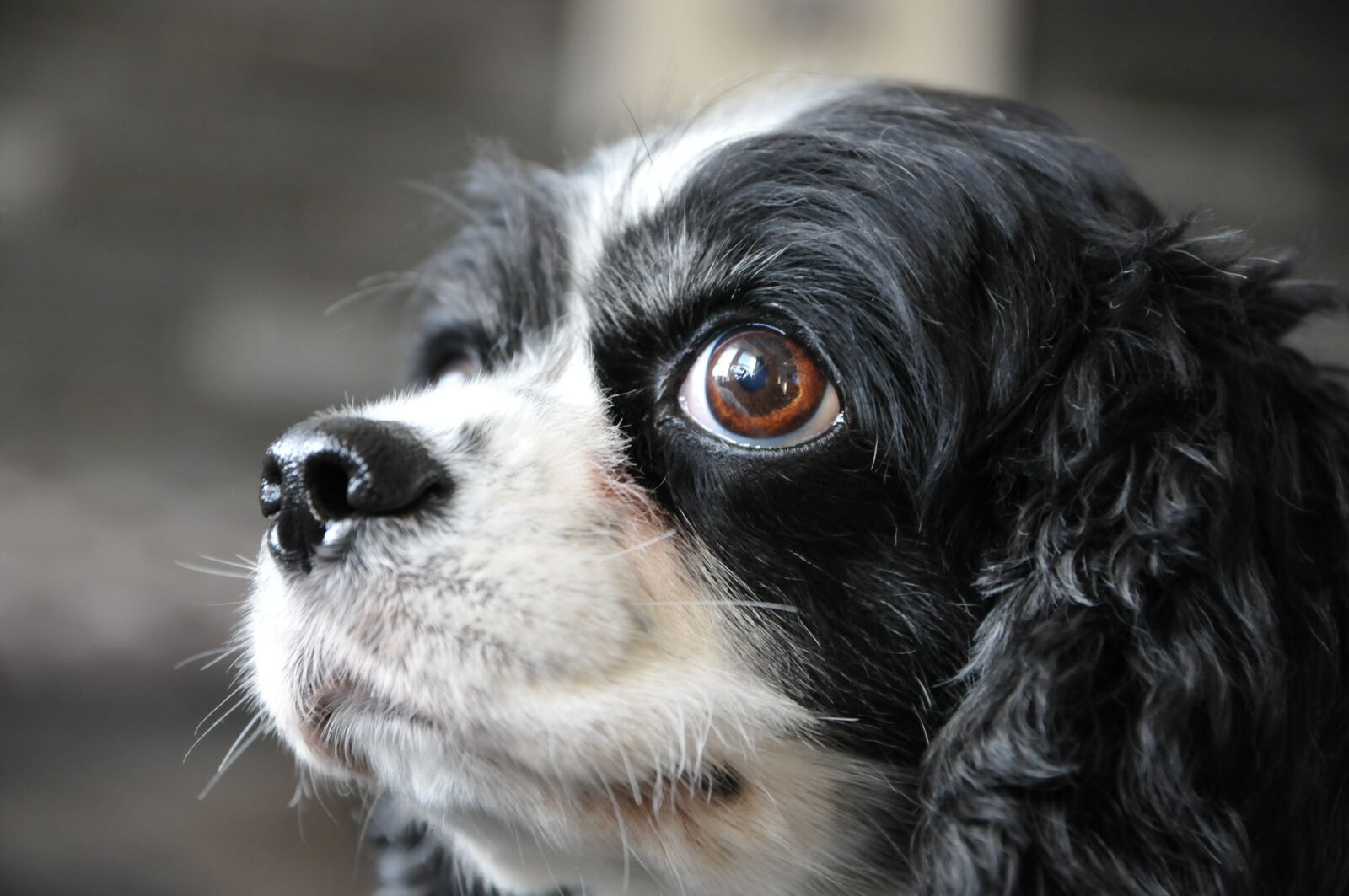 Nikon D300S sample photo. Dog, pet, cavalier king photography