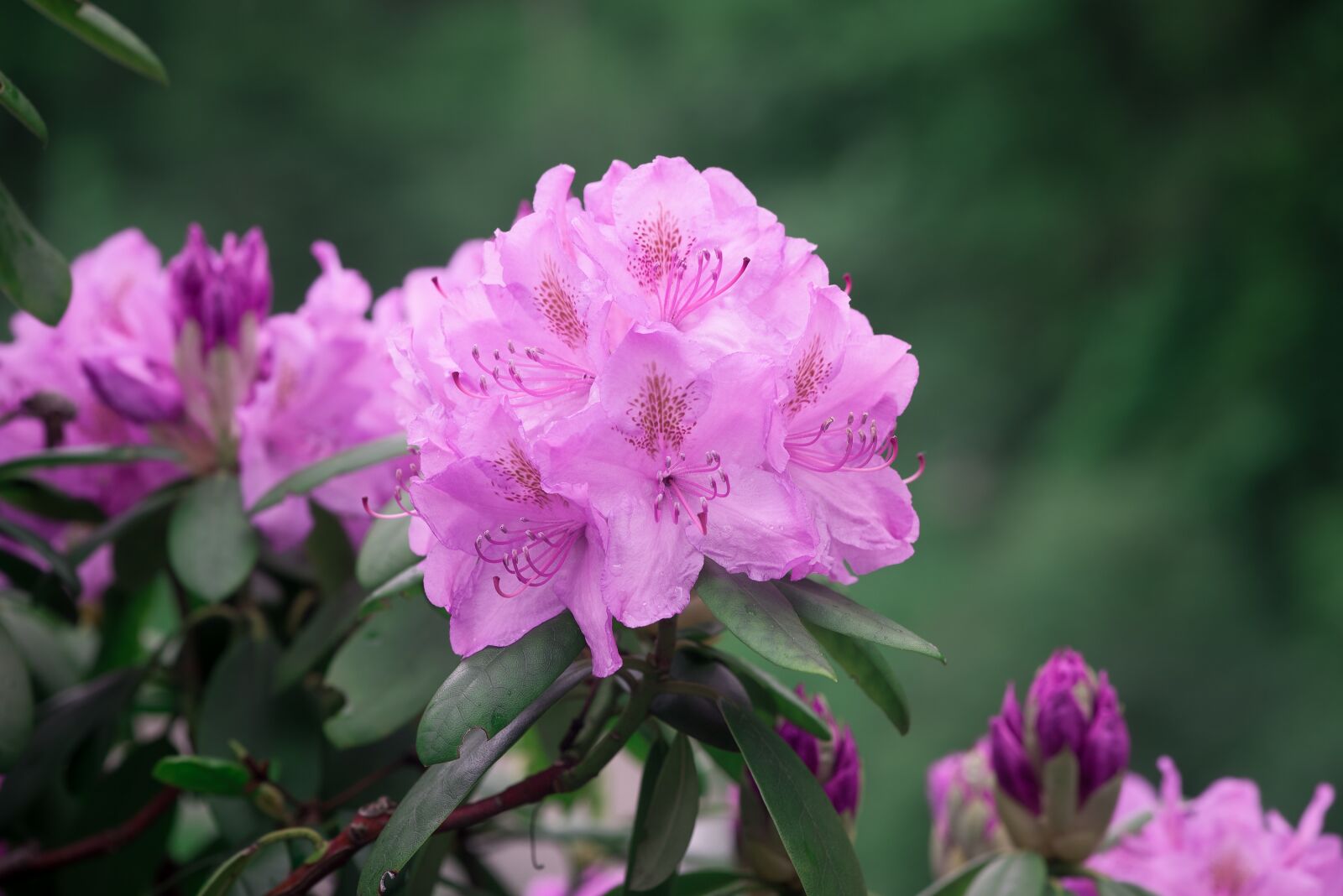 Nikon D750 sample photo. Rhododendrons, rhododendron, pink photography