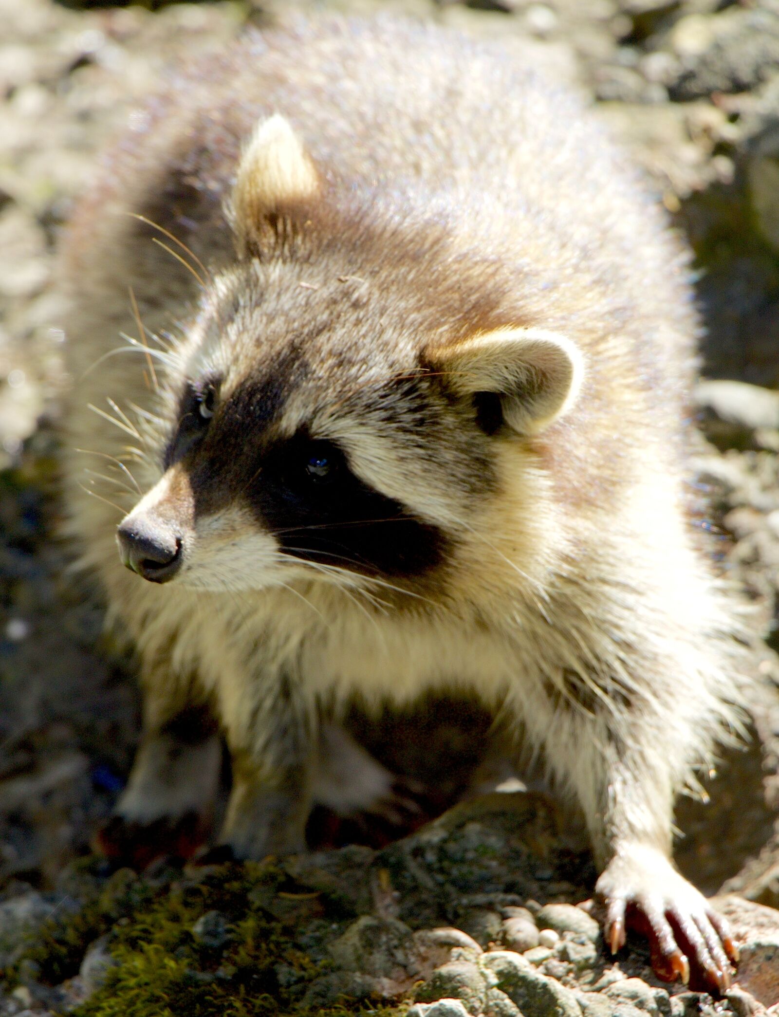 Canon EOS 70D sample photo. Nature, animals, bear photography