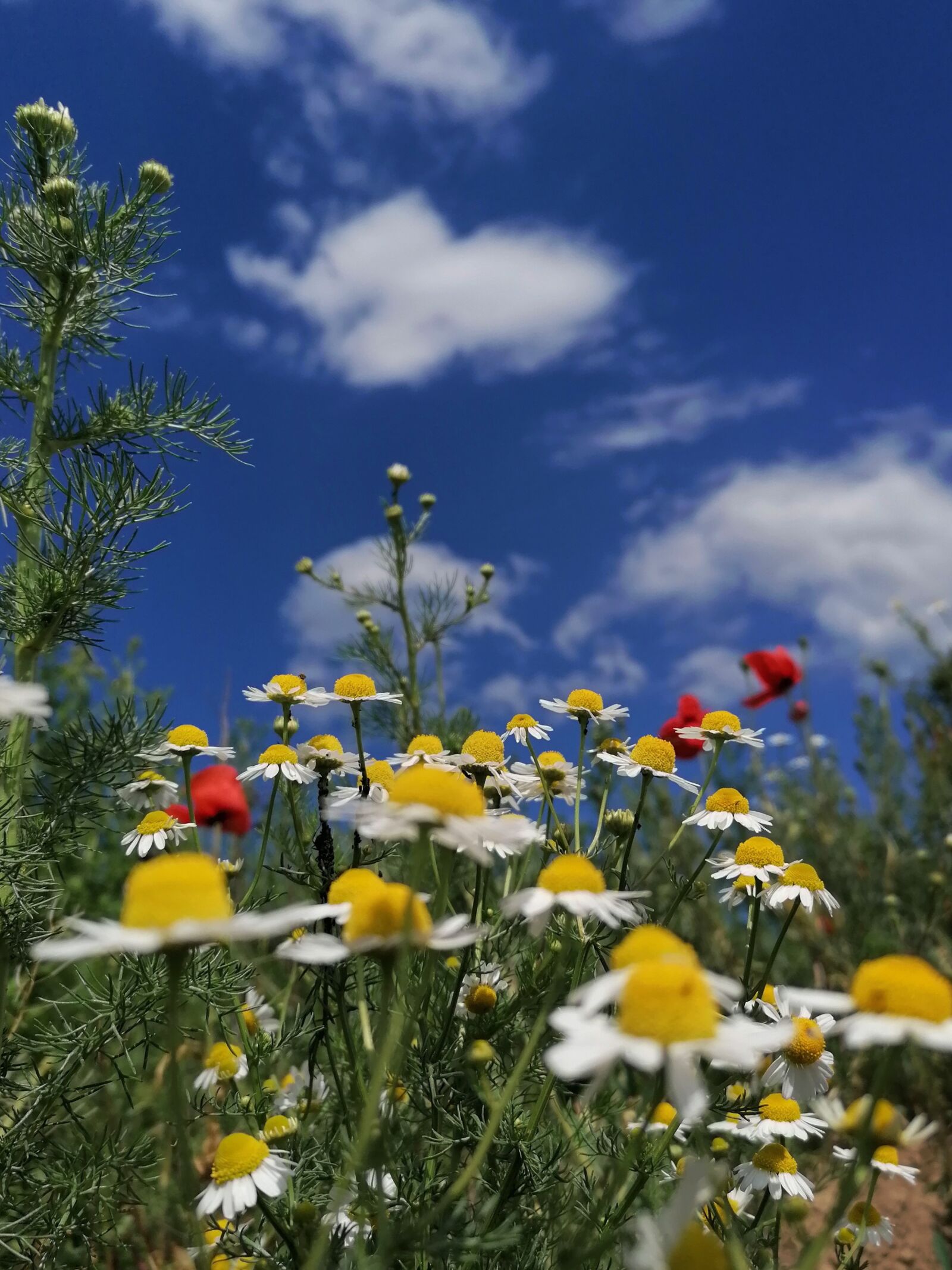 HUAWEI P30 LITE sample photo. Summer, summer meadow, chamomile photography