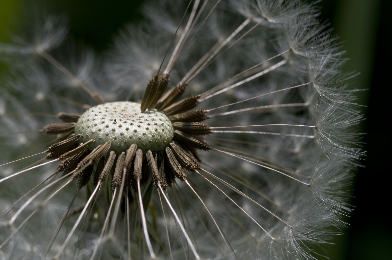 Pentax K-30 sample photo. Dandelion, flower meadow, meadow photography
