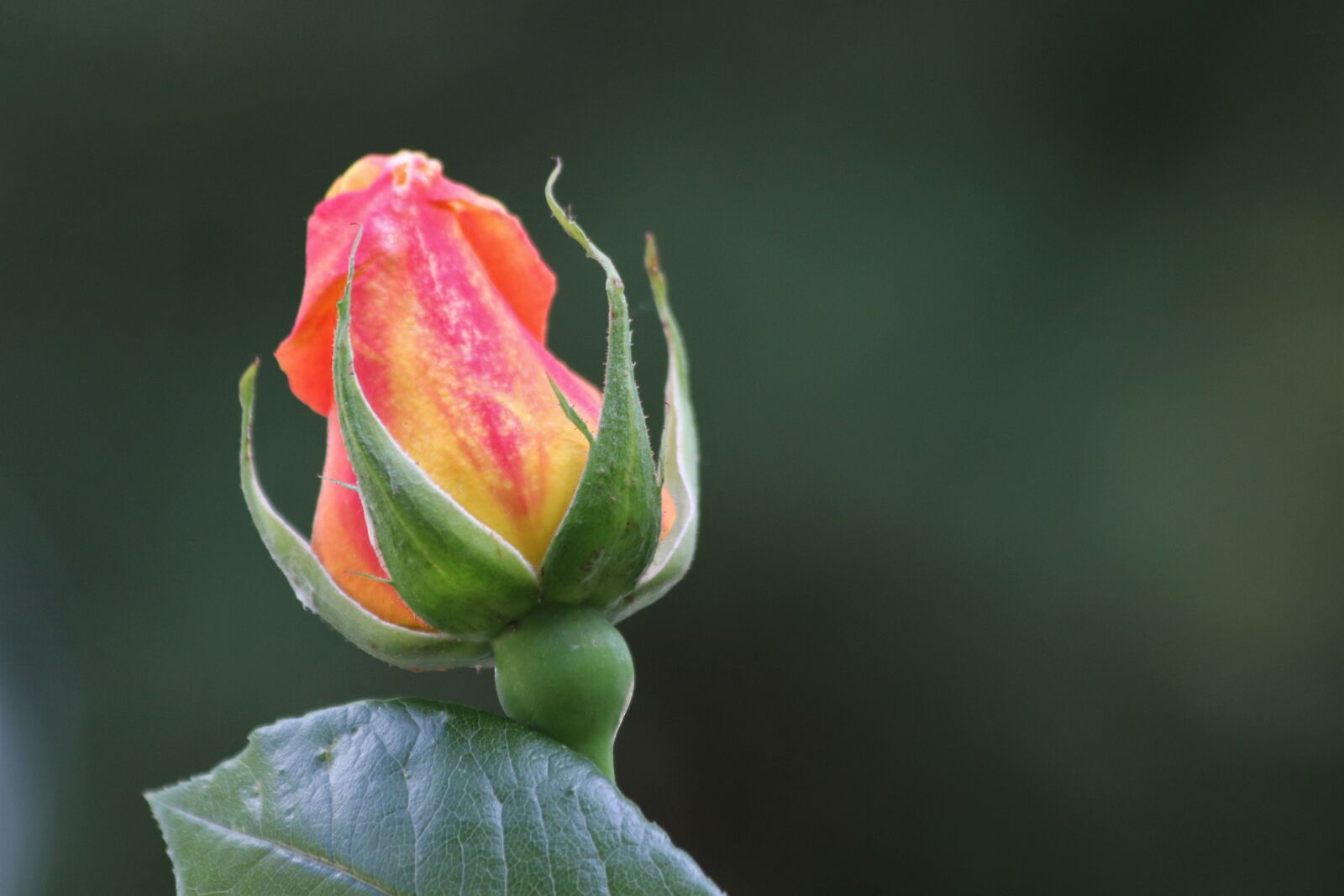 Canon EOS 200D (EOS Rebel SL2 / EOS Kiss X9) sample photo. Single red yellow rose photography