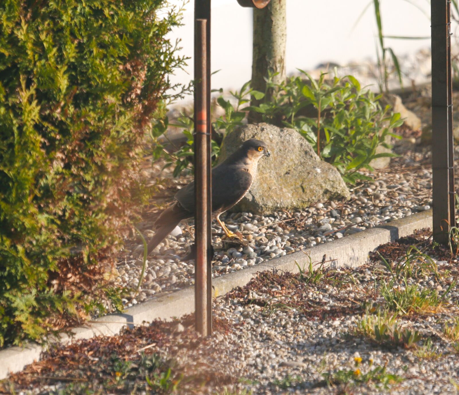 Canon EF 100-400mm F4.5-5.6L IS USM sample photo. Raptor, sperber, buzzard photography