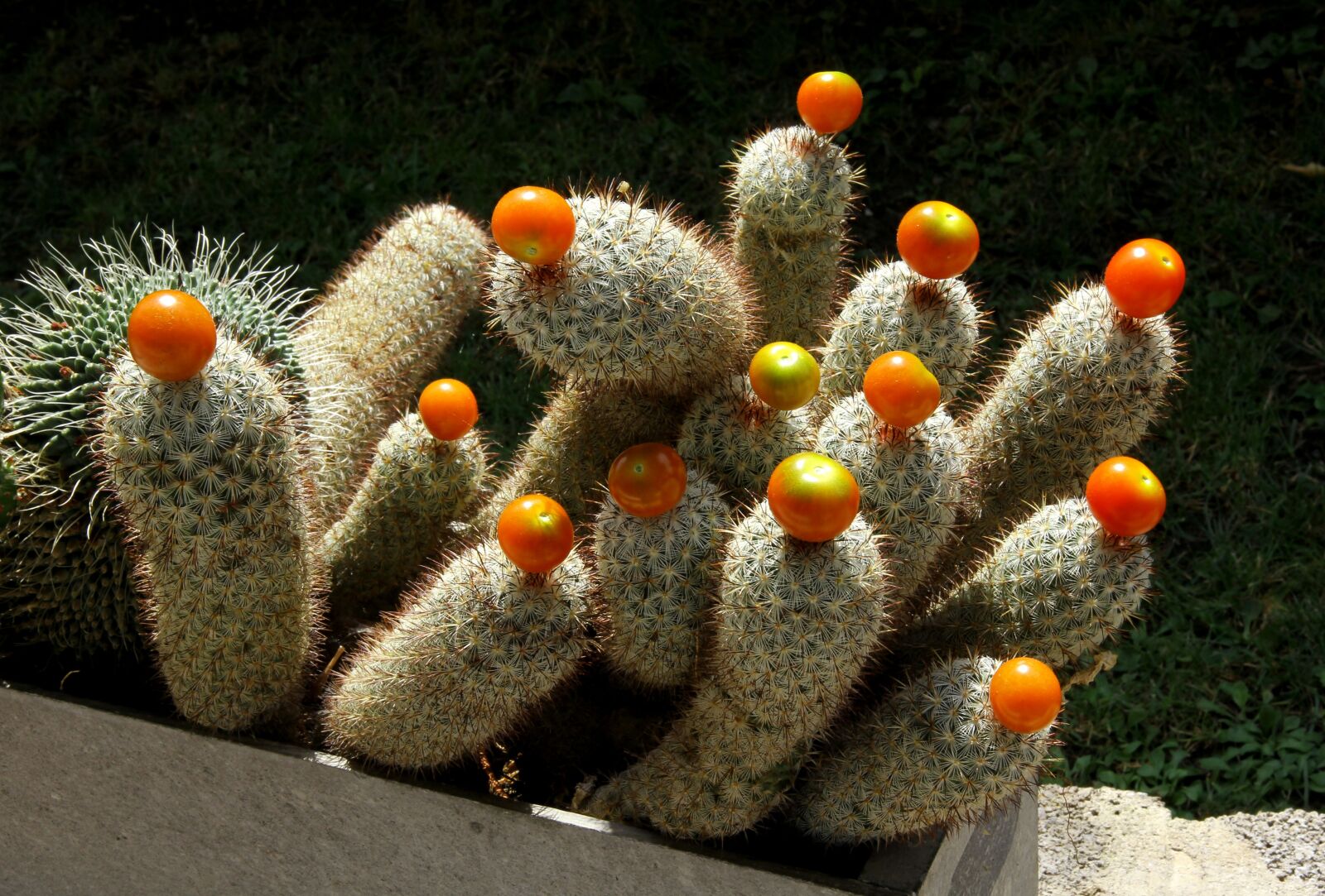 Canon EOS 550D (EOS Rebel T2i / EOS Kiss X4) sample photo. Cactus, fruits photography