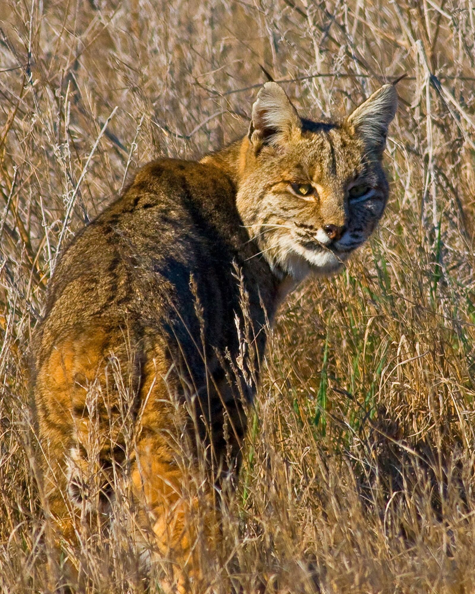 Canon EOS 40D sample photo. Lynx, bobcat, wildlife photography
