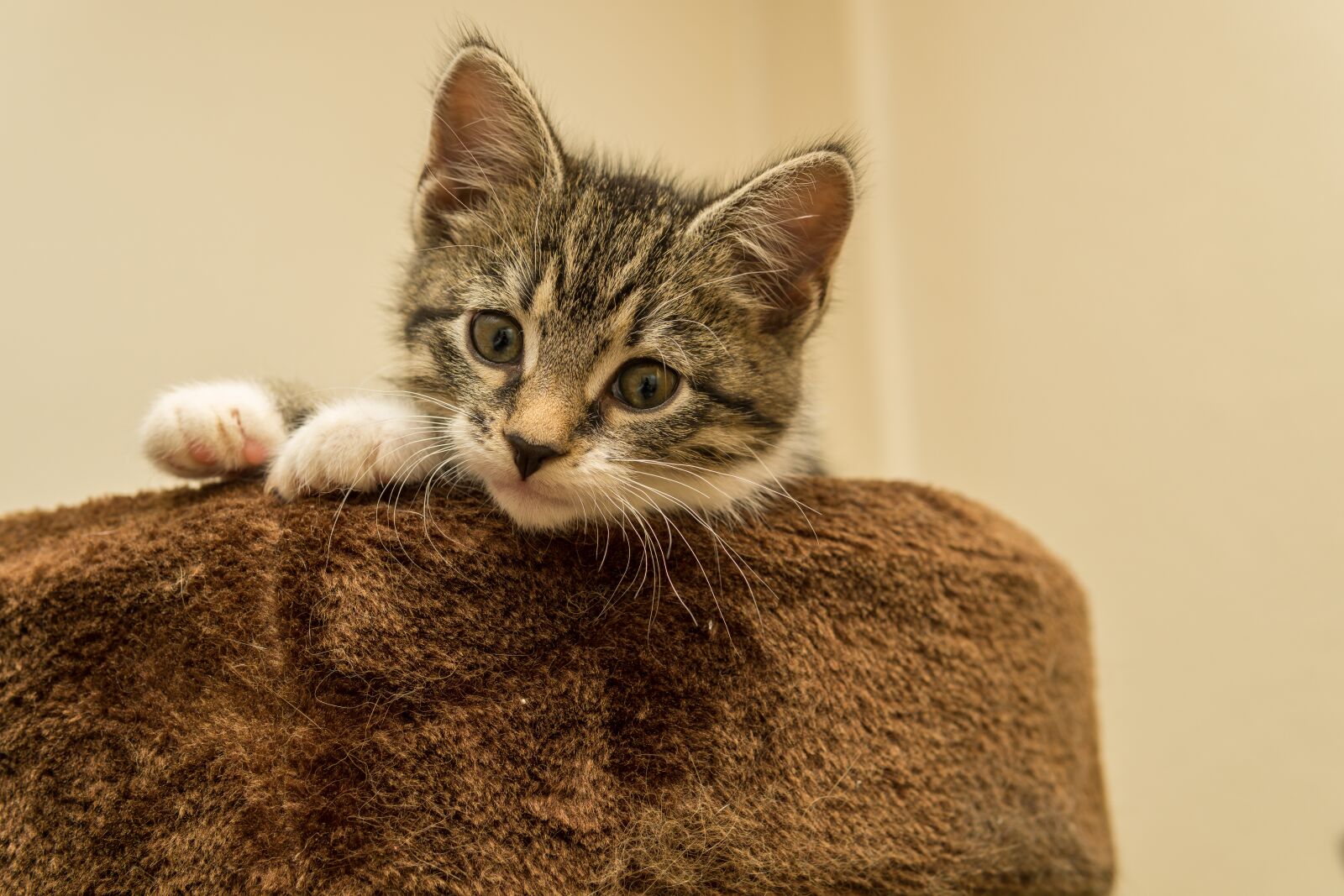 30mm F1.4 DC DN | Contemporary 016 sample photo. Cat, small, mackerel photography
