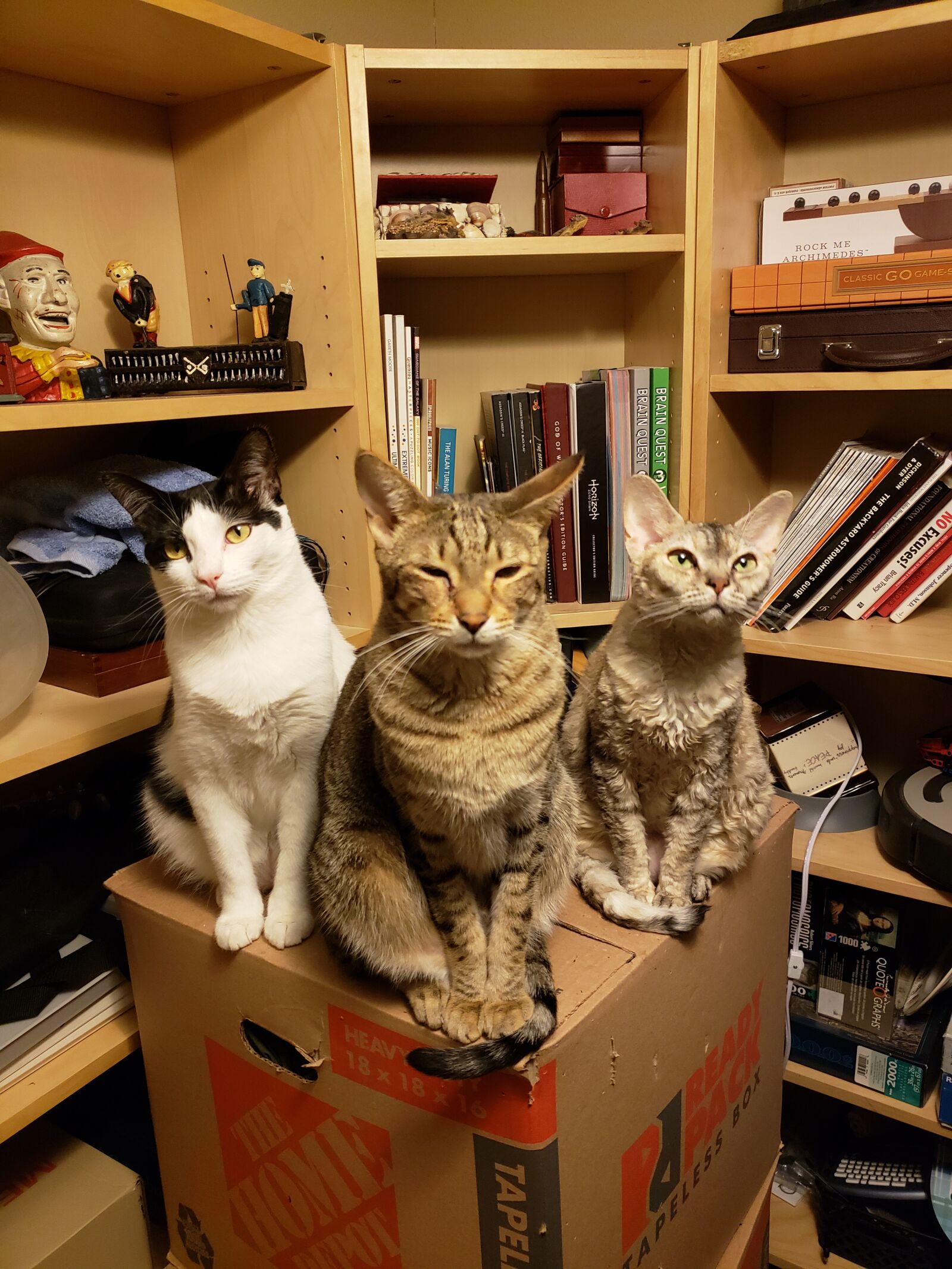 Samsung SM-G960U sample photo. Cats, posing, together photography