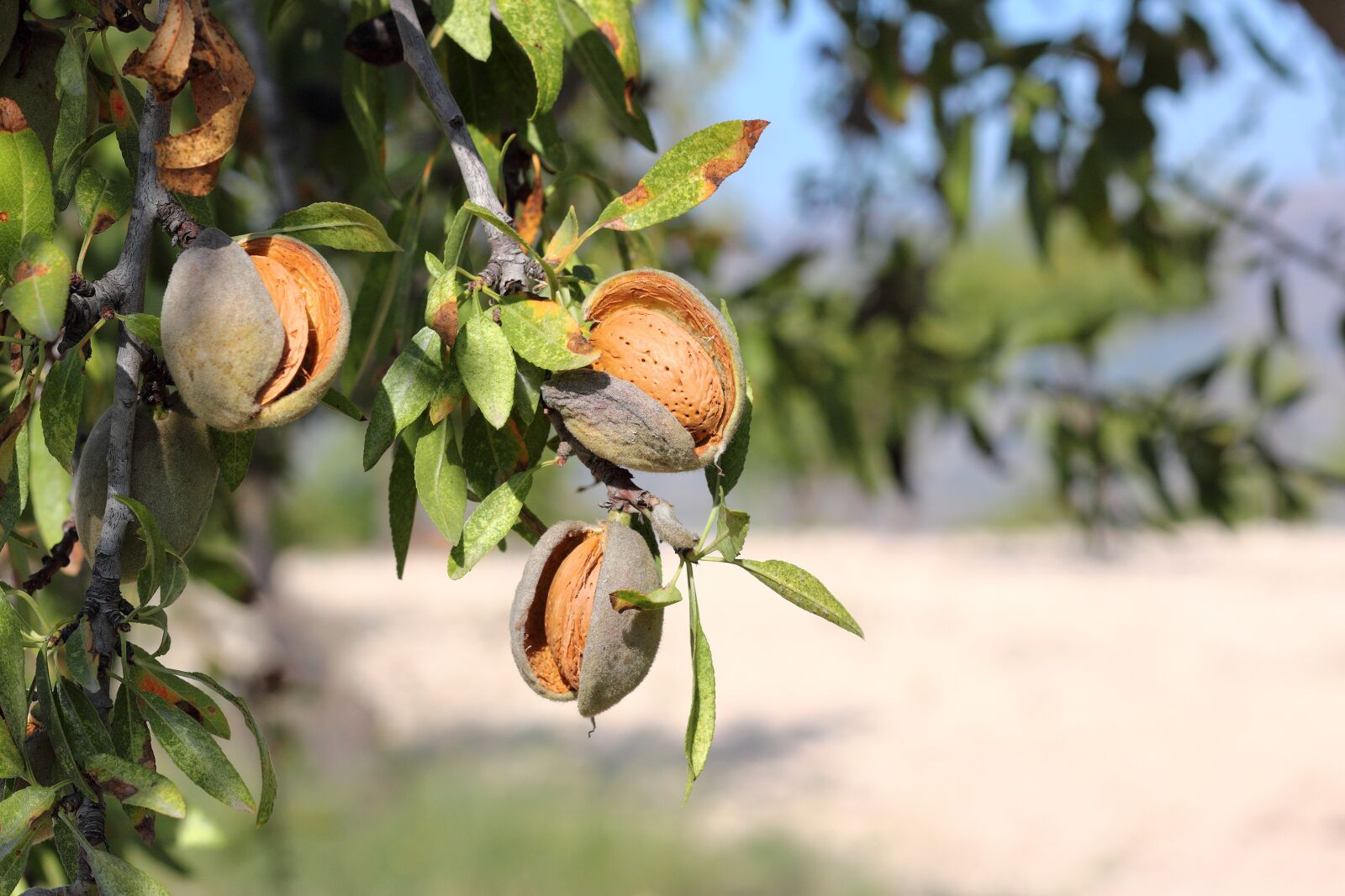 Canon EOS 1200D (EOS Rebel T5 / EOS Kiss X70 / EOS Hi) + Canon EF 50mm F1.8 STM sample photo. Almonds, almond tree, tree photography