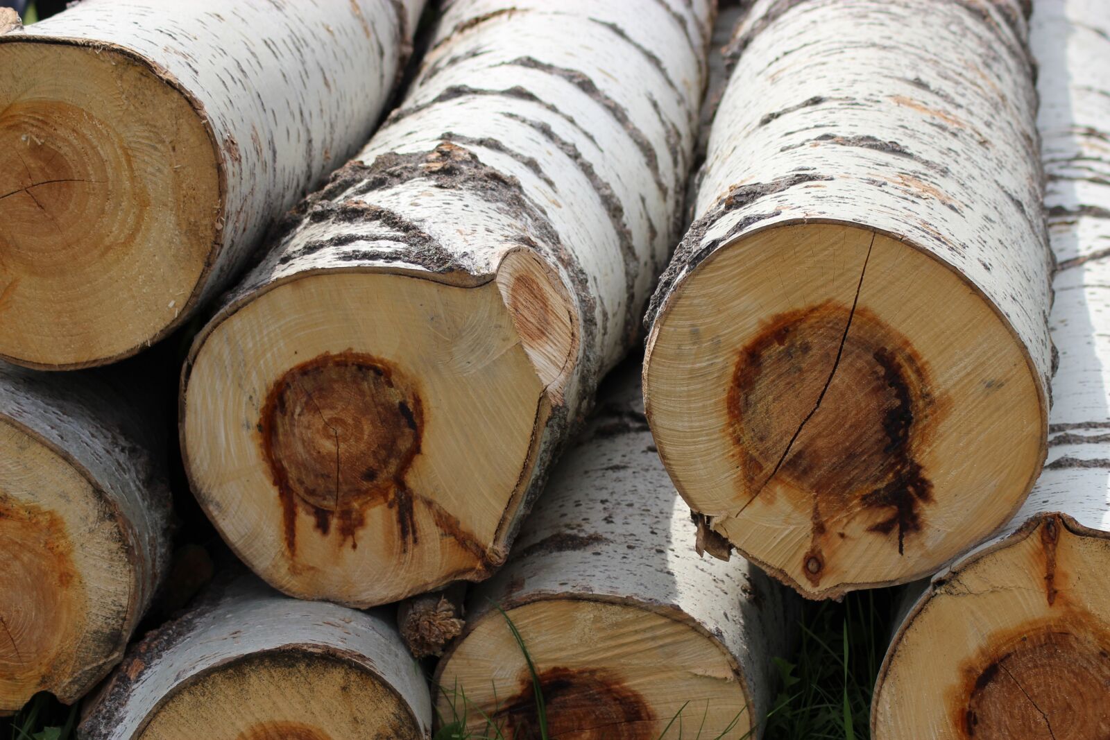 Canon EOS 600D (Rebel EOS T3i / EOS Kiss X5) sample photo. Trunks, wood, trunk photography