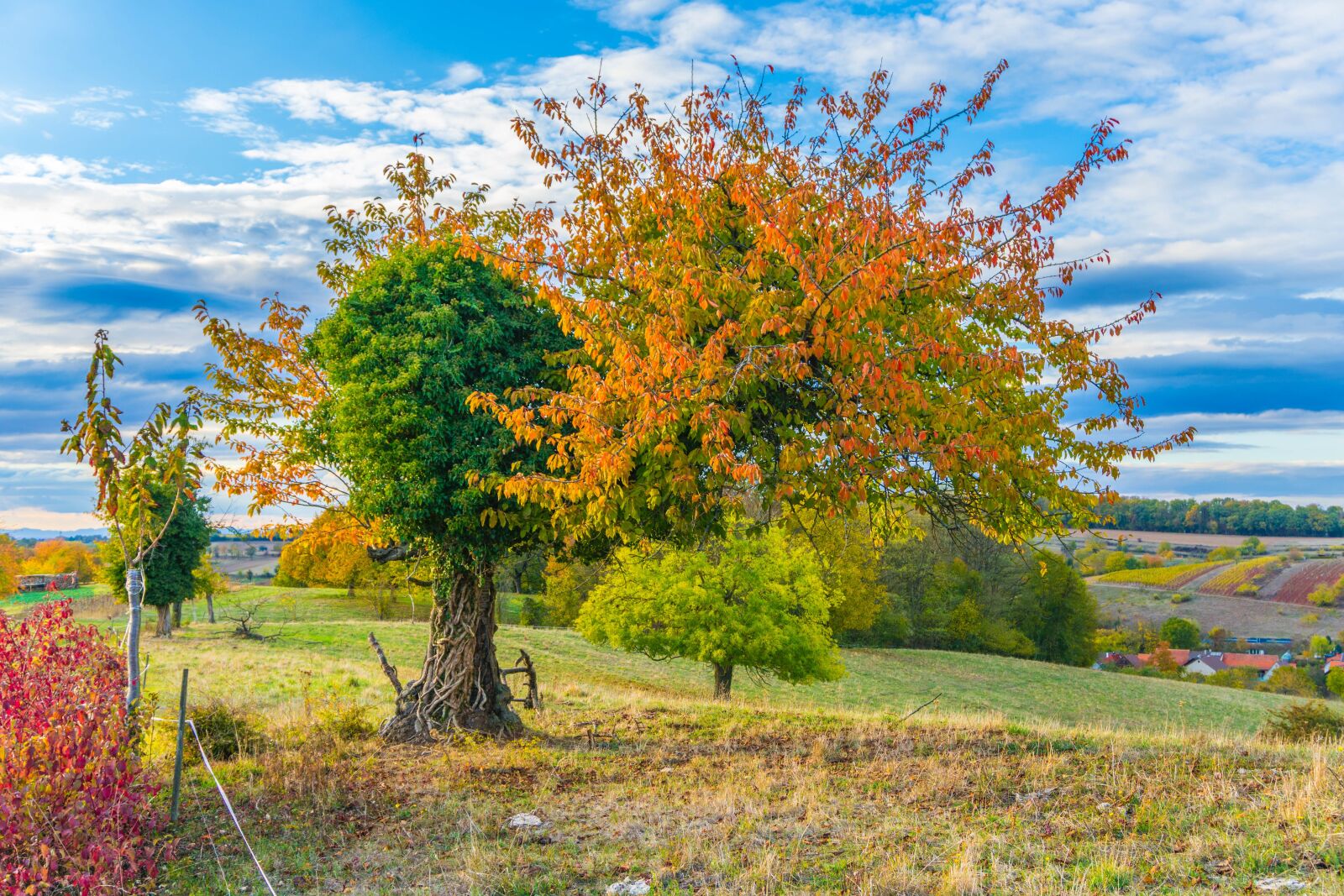 Sony E 16-50mm F3.5-5.6 PZ OSS sample photo. Tree, nature, landscape photography