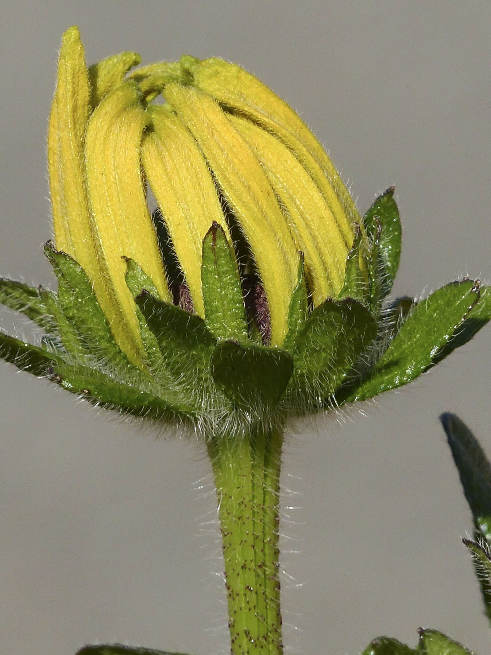Panasonic Lumix DMC-FZ200 sample photo. Bud, ordinary sunhat, flower photography
