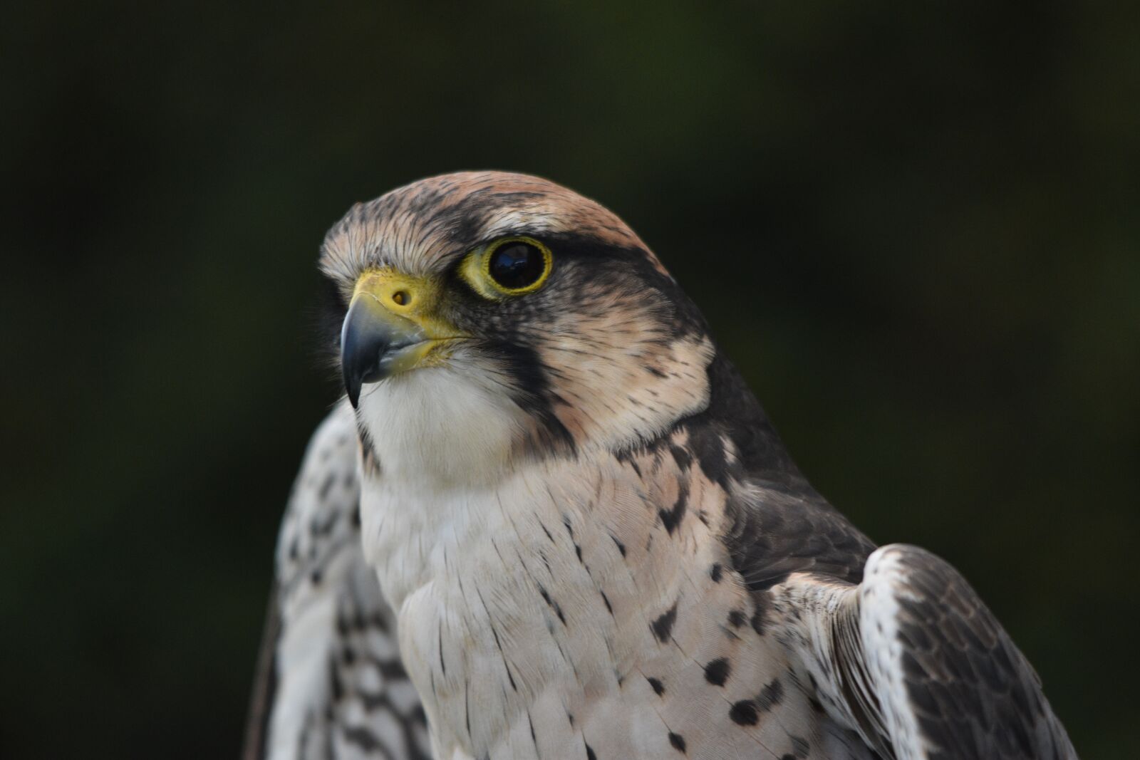 Nikon D3400 sample photo. Merlin, falcon, bird photography