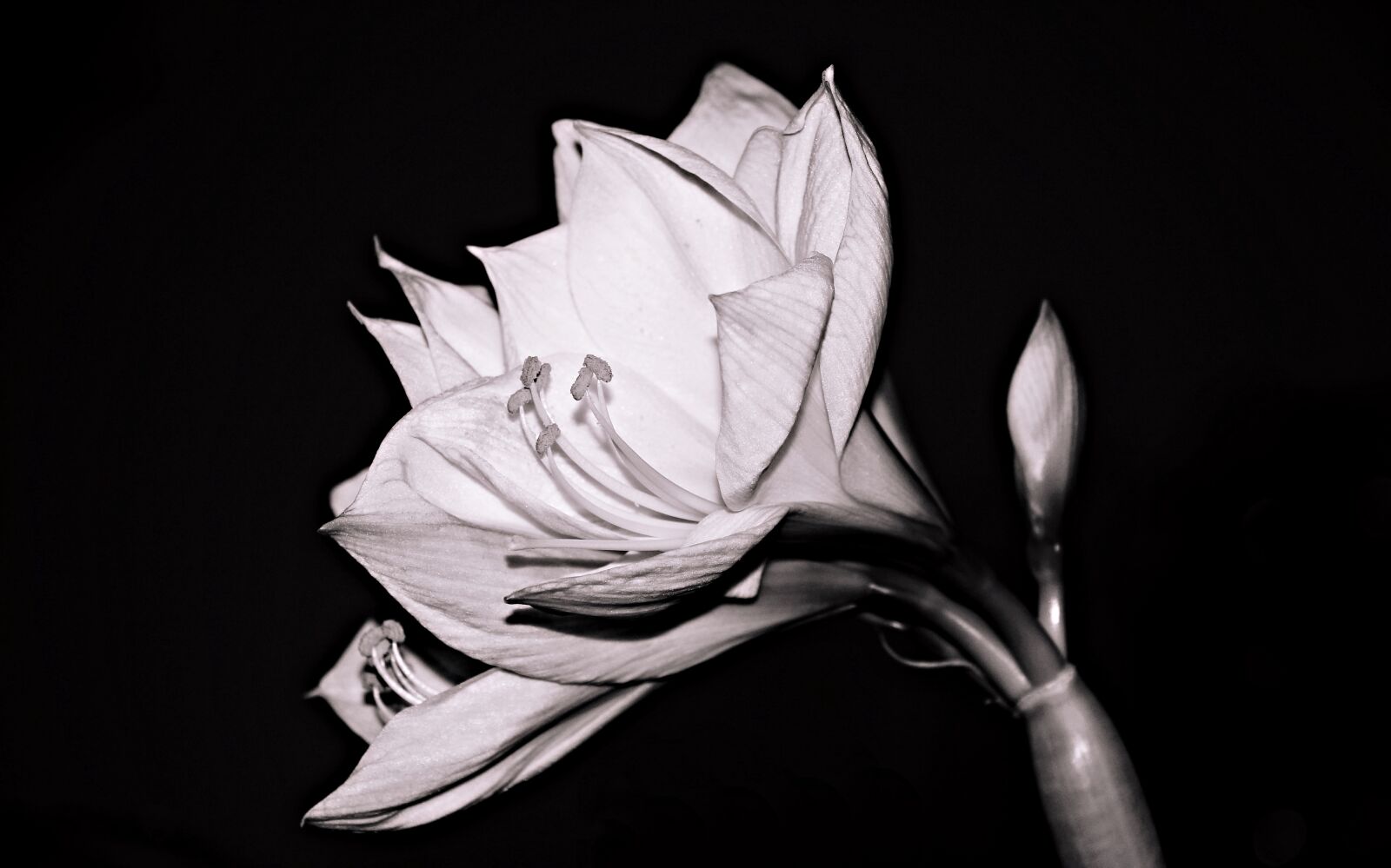 Canon EOS 550D (EOS Rebel T2i / EOS Kiss X4) sample photo. Amaryllis, flower, amaryllis plant photography
