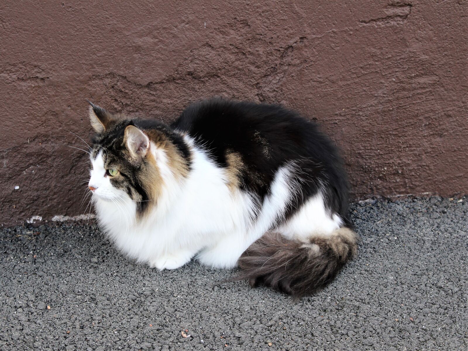 Canon EOS 700D (EOS Rebel T5i / EOS Kiss X7i) sample photo. Cat, cats, cute cat photography