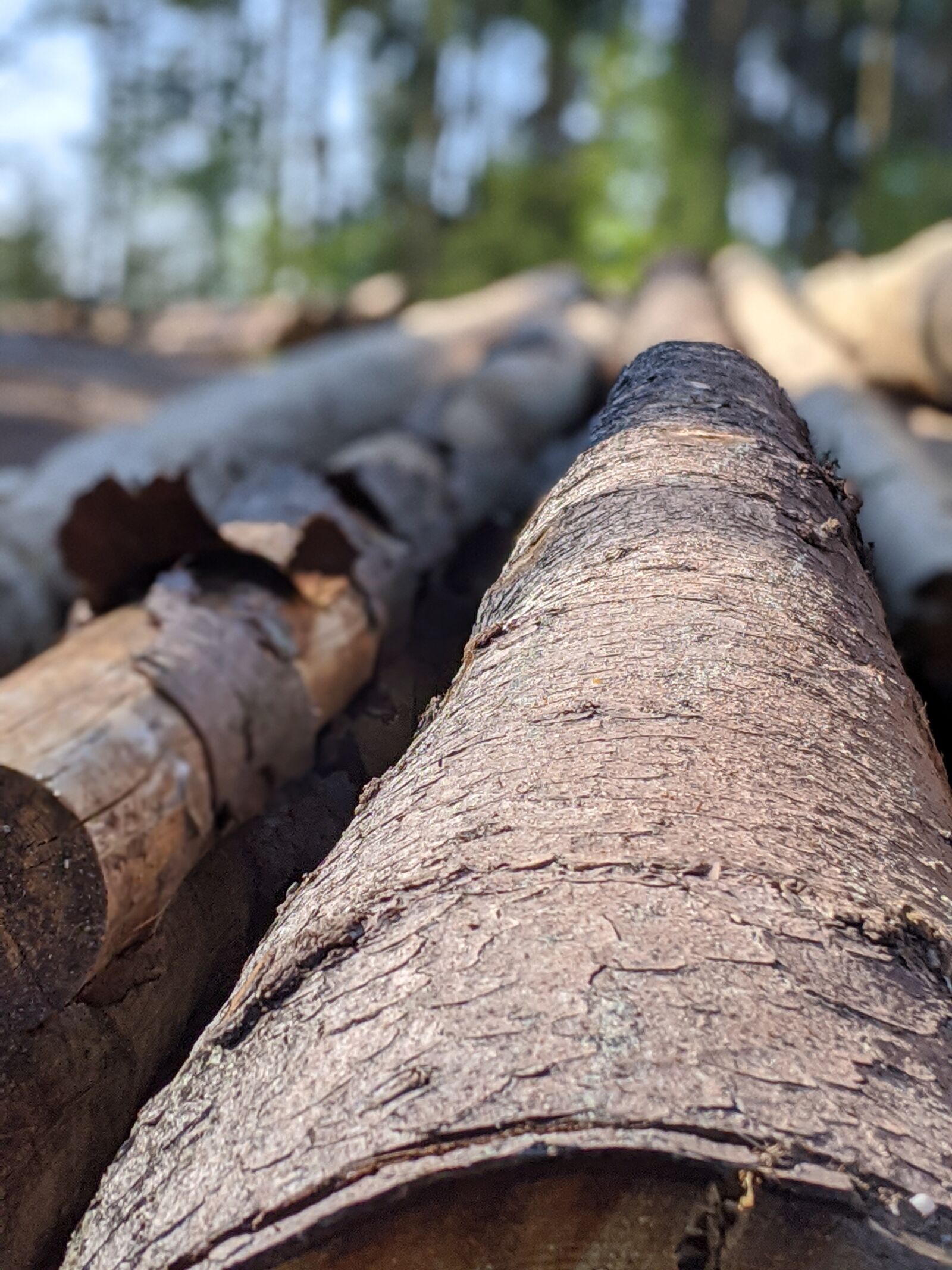 Google Pixel 3a sample photo. Tree, bark, forest photography