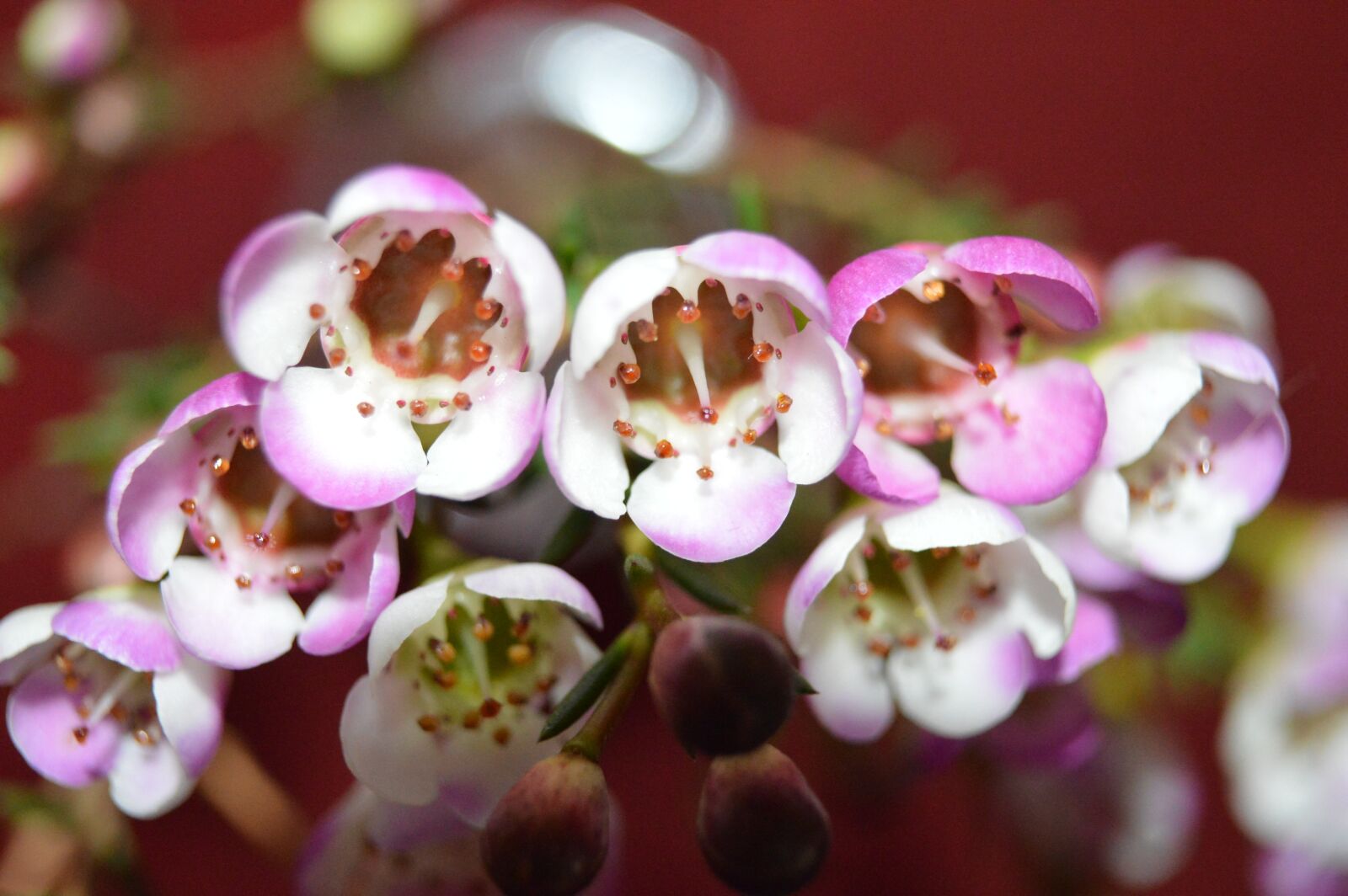 Nikon D3200 sample photo. Flowers, nature, mirror photography