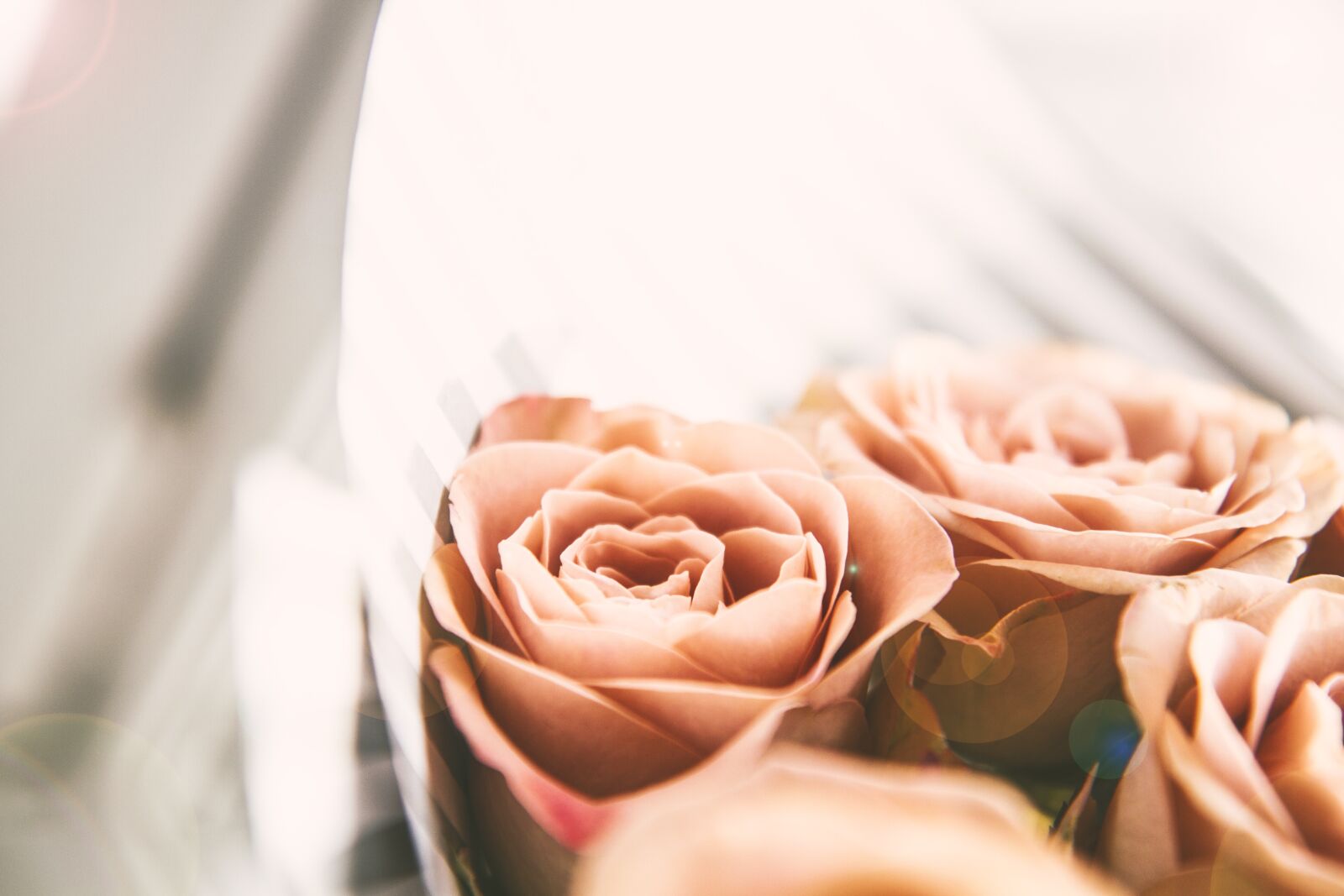 Canon EOS 7D sample photo. Rose, pink, flower photography
