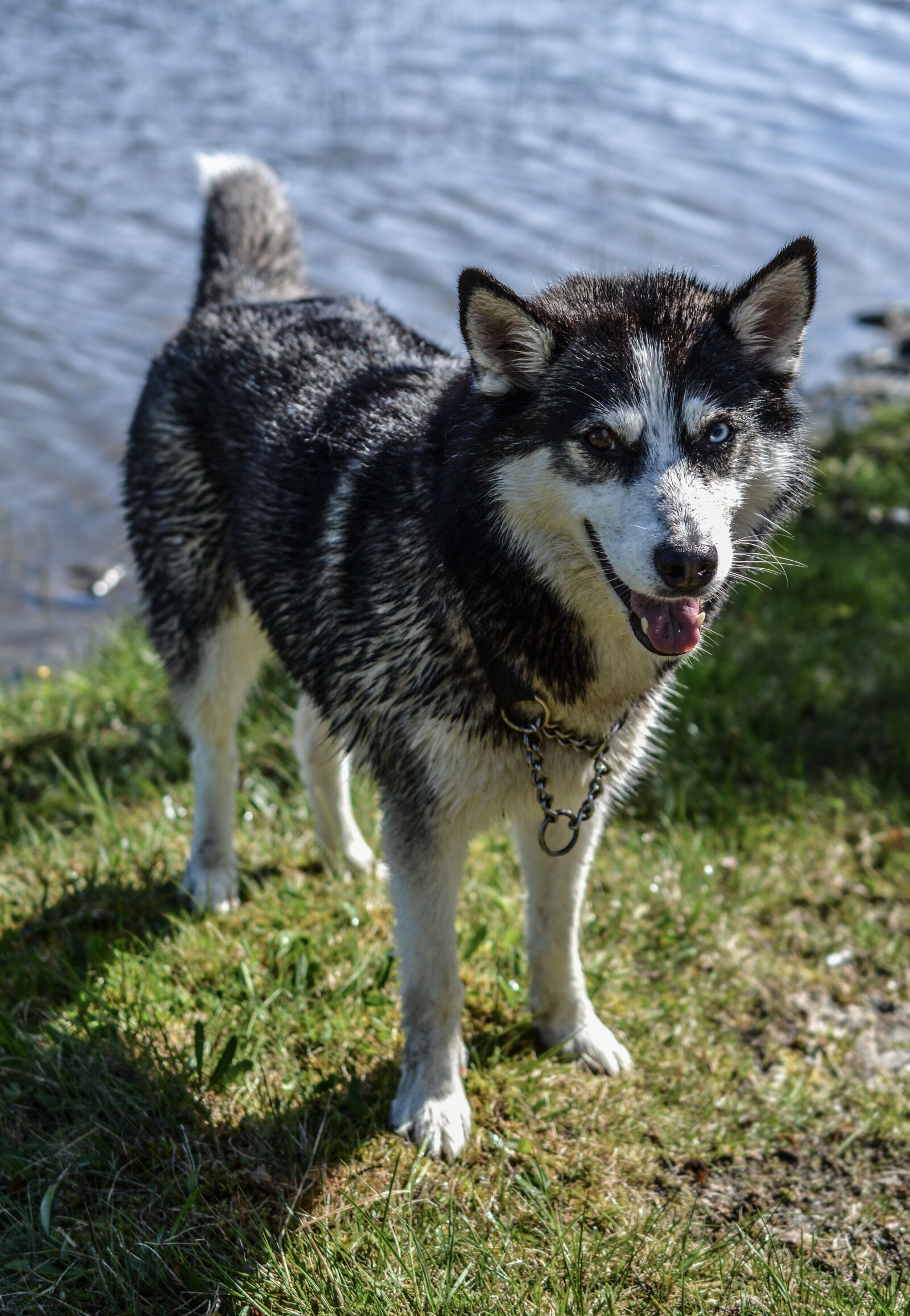 Nikon D5200 sample photo. Husky, dog, animal photography
