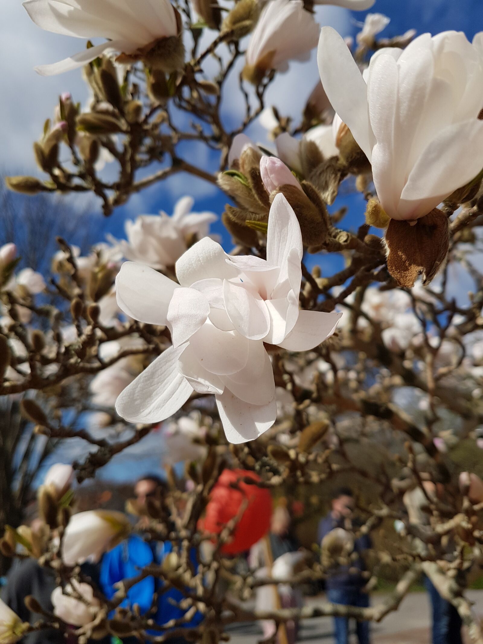 Samsung Galaxy S7 sample photo. Flower, magnolia, tree photography