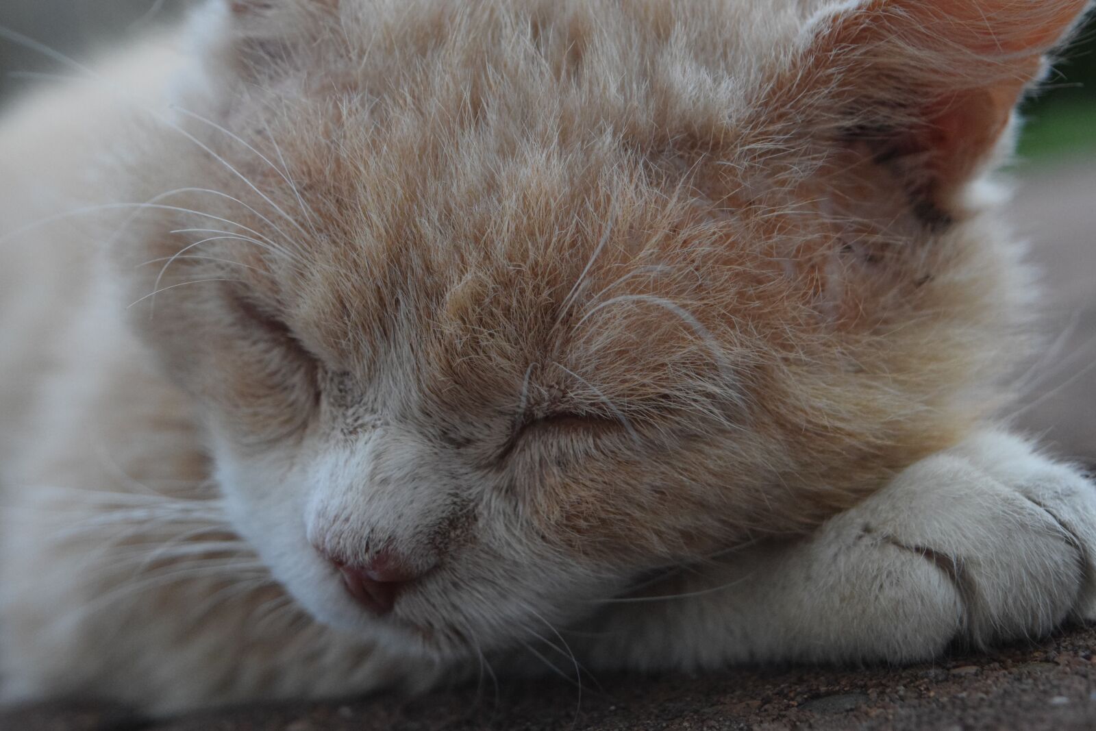 Nikon D3300 sample photo. Cat, sleep, tired photography