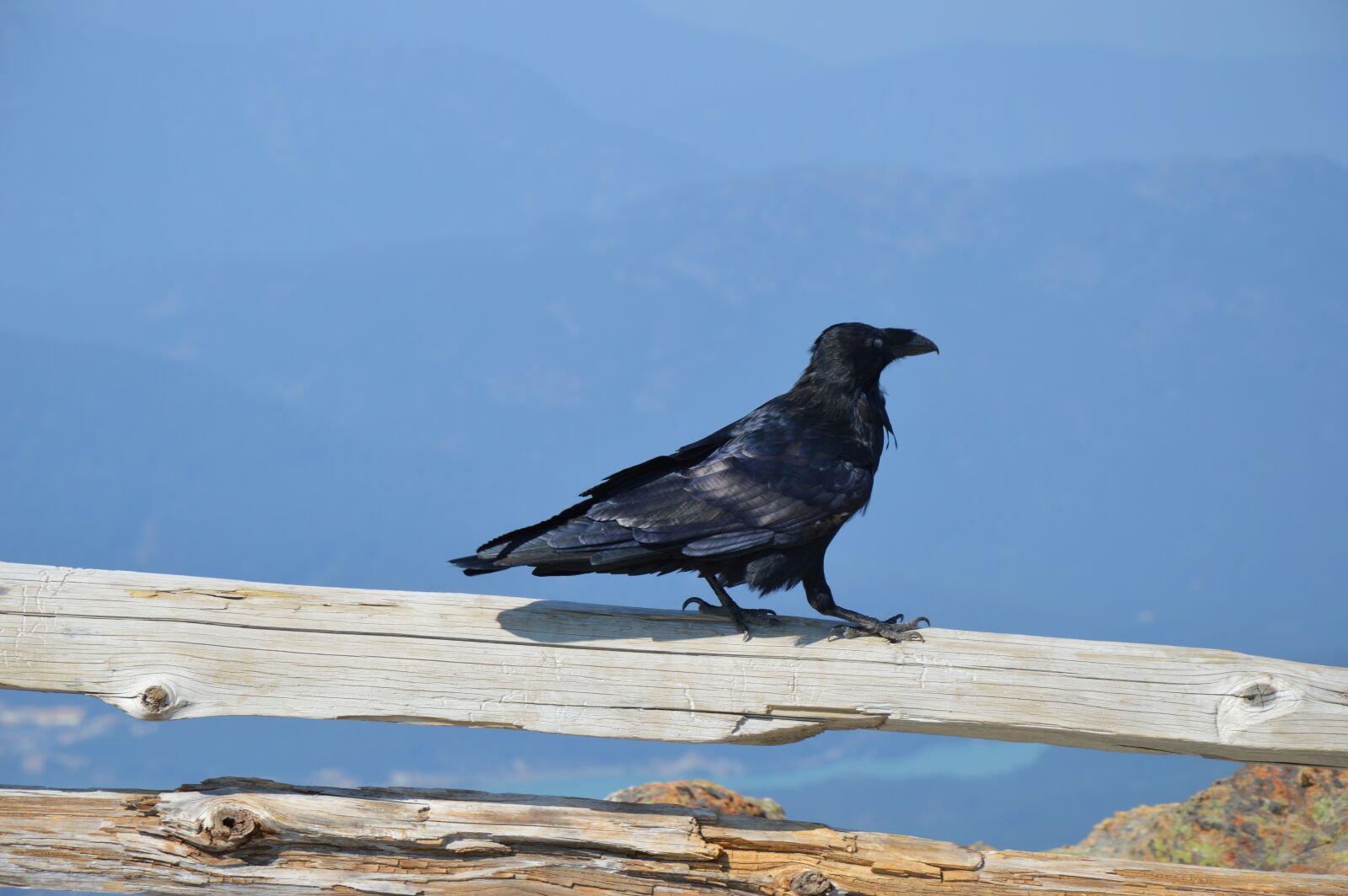 Nikon D3200 sample photo. Canada, bird, black photography