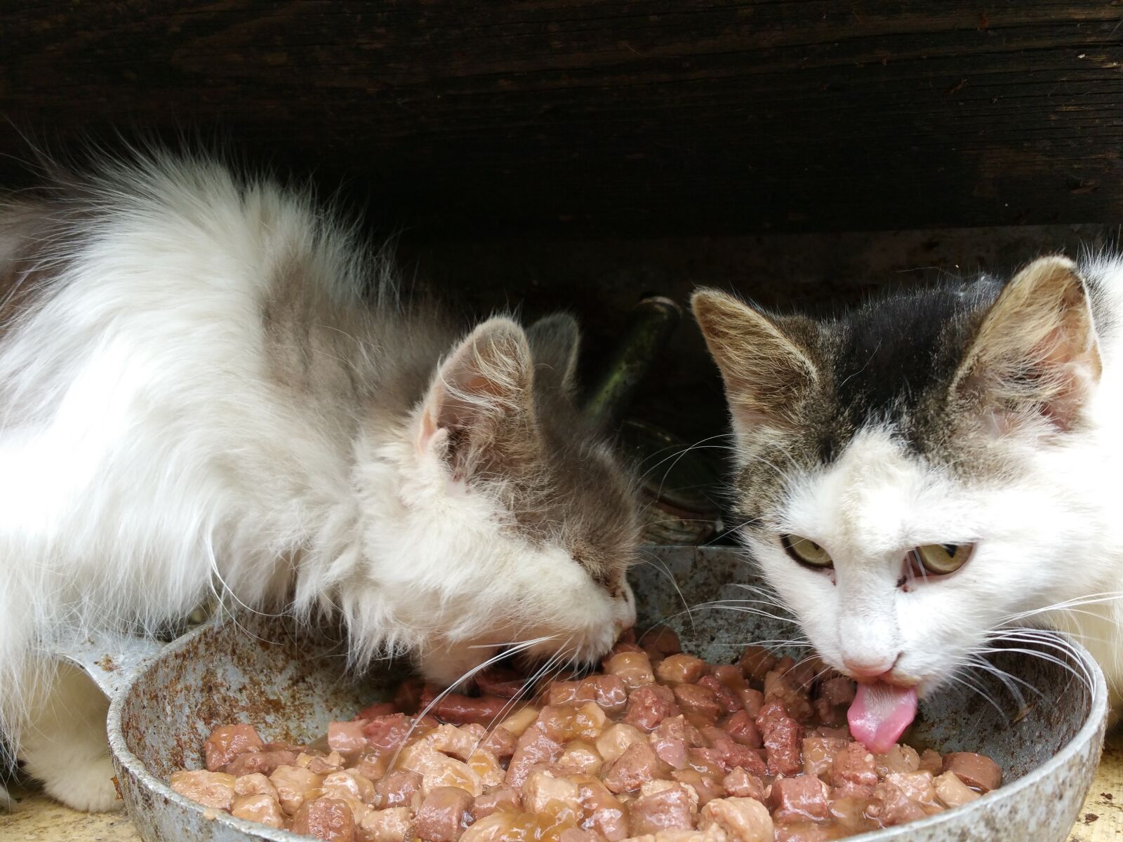 Samsung Galaxy Note4 sample photo. Cat, eat, mieze photography