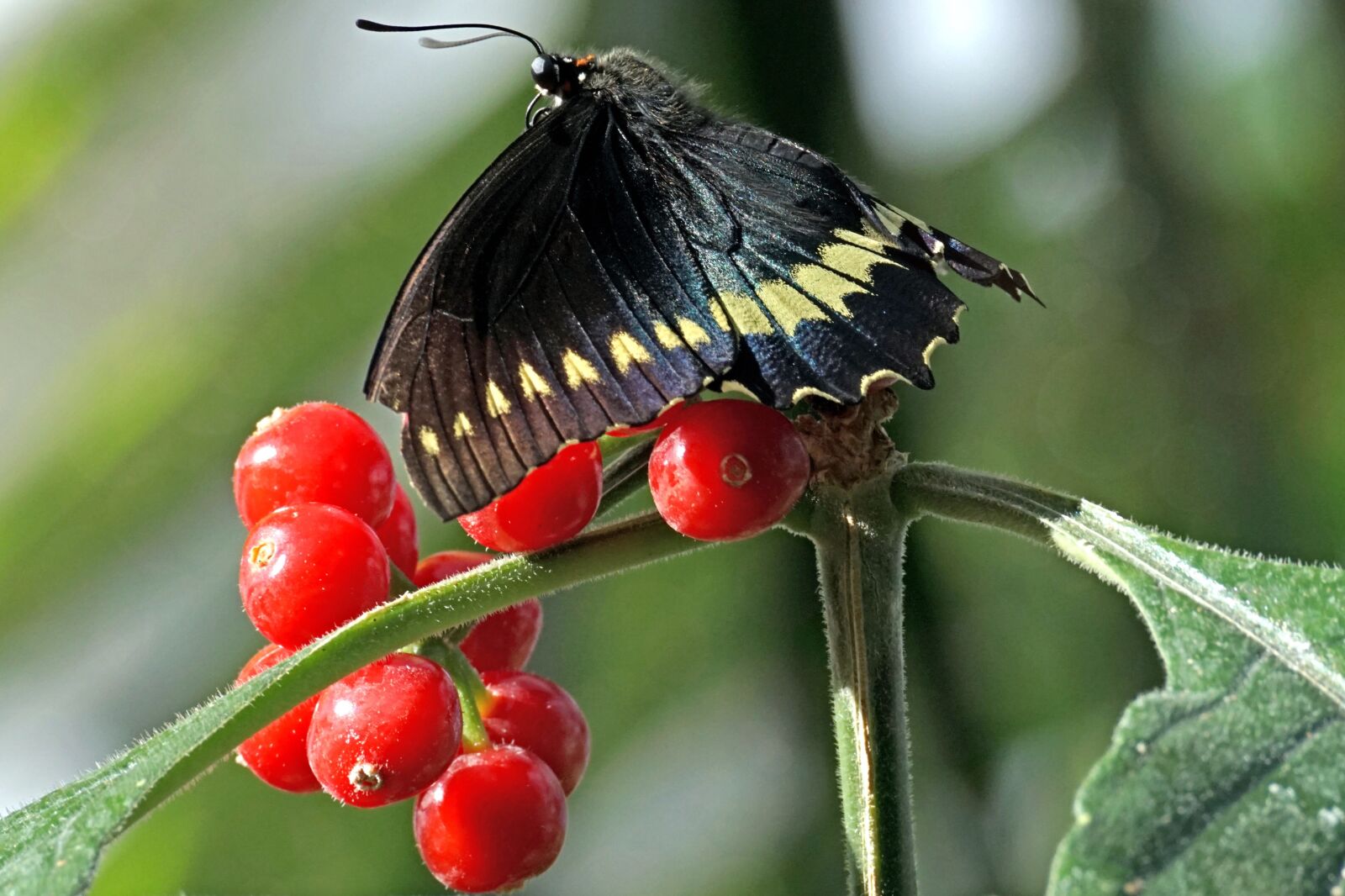 Sony DT 55-300mm F4.5-5.6 SAM sample photo. Butterfly, exotic, insect photography